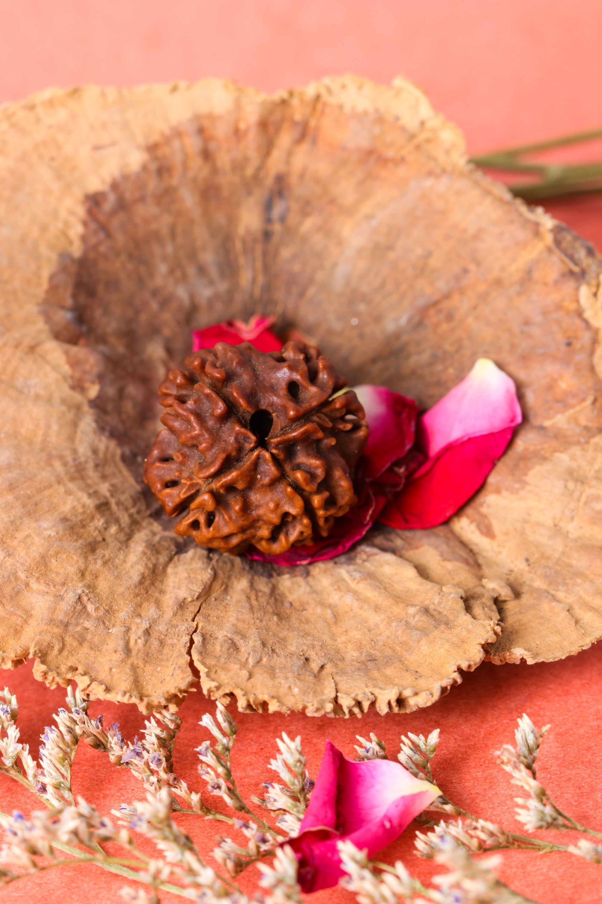 Studio Vaidik 4 mukhi Natural Rudraksha