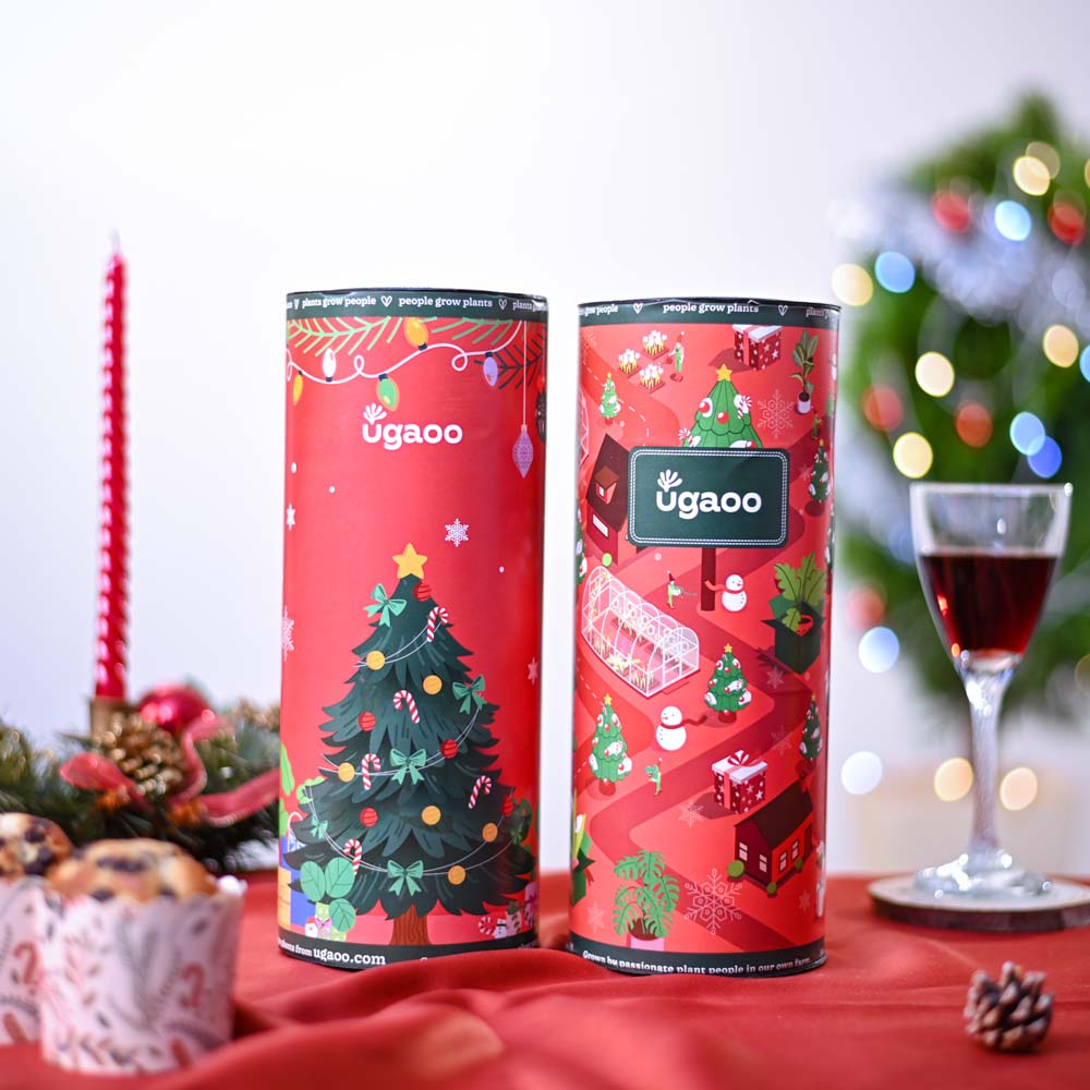 Ugaoo X-Mas Tree Plant Christmas Gift - view 4
