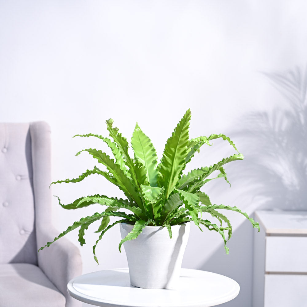 Ugaoo Osaka Bird Nest Fern - view 40