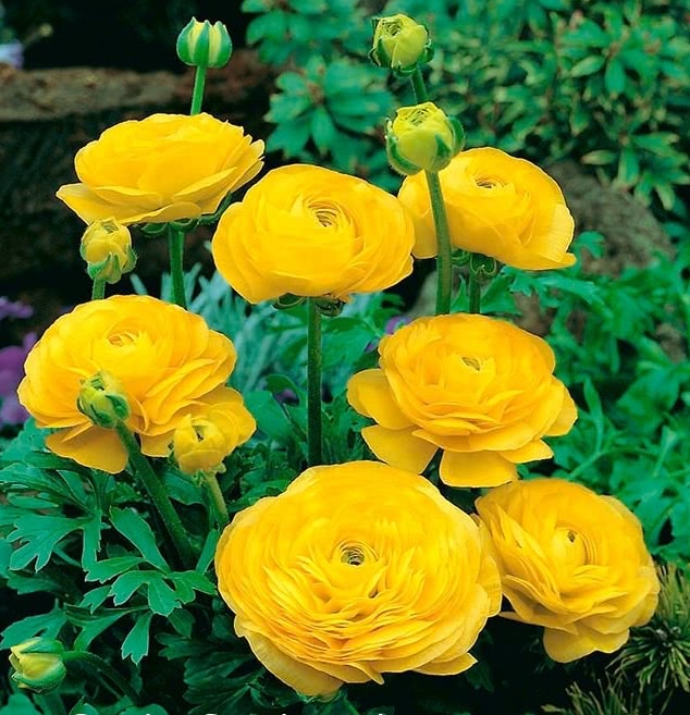 Ugaoo Ranunculus Yellow Bulbs - view 2