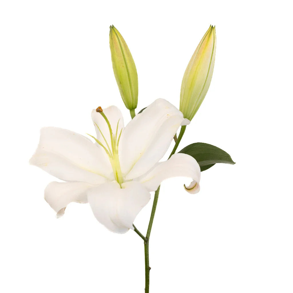 FiftyFlowers White Gandhara Oriental Lily - view 2