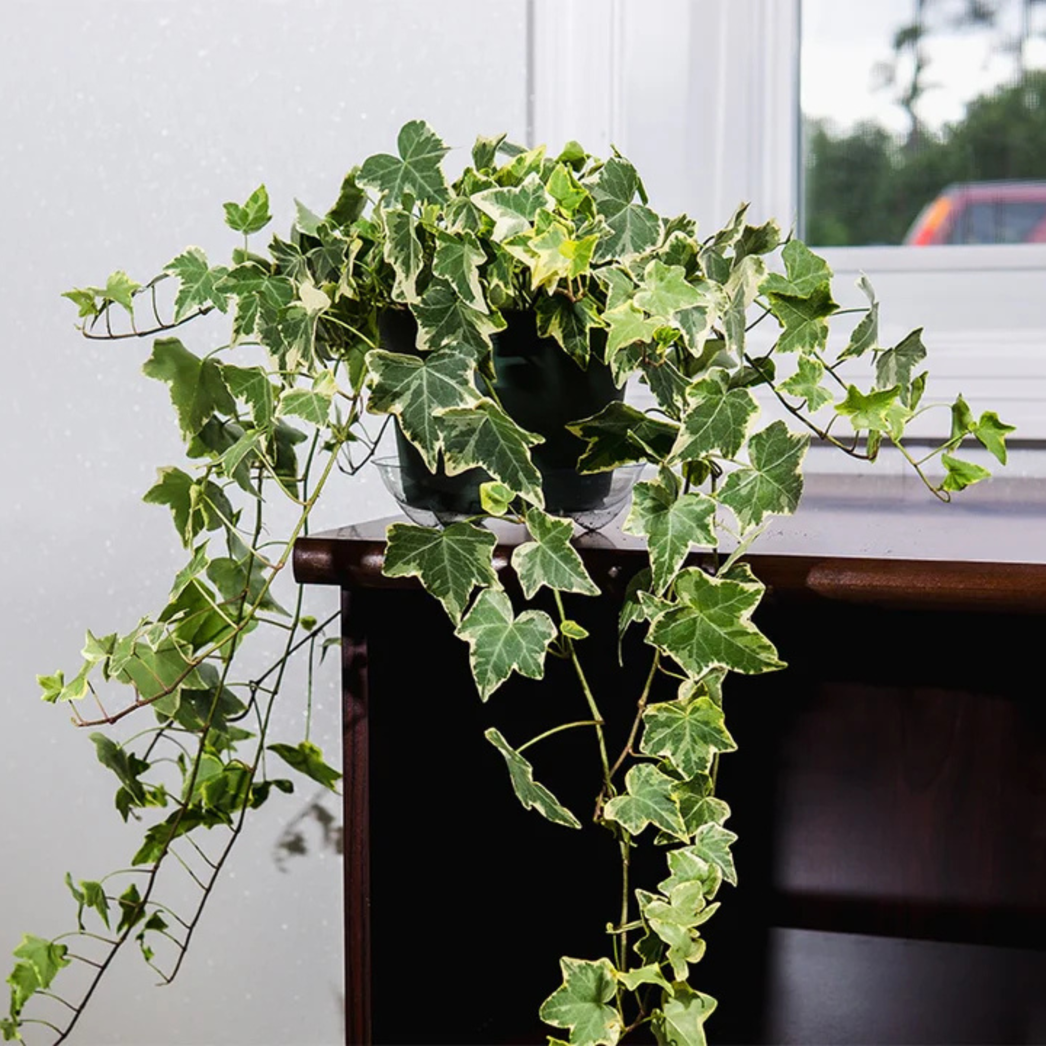 MR English Ivy Variegated (Hedera helix Variegata) Indoor Live Plant - view 4