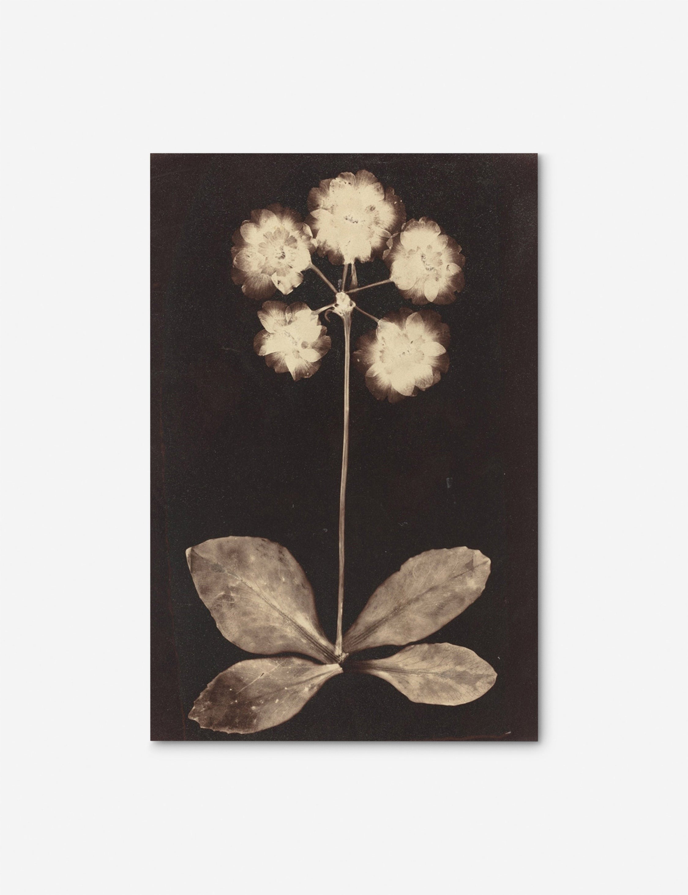 Lulu and Georgia Botanical Photogram Print