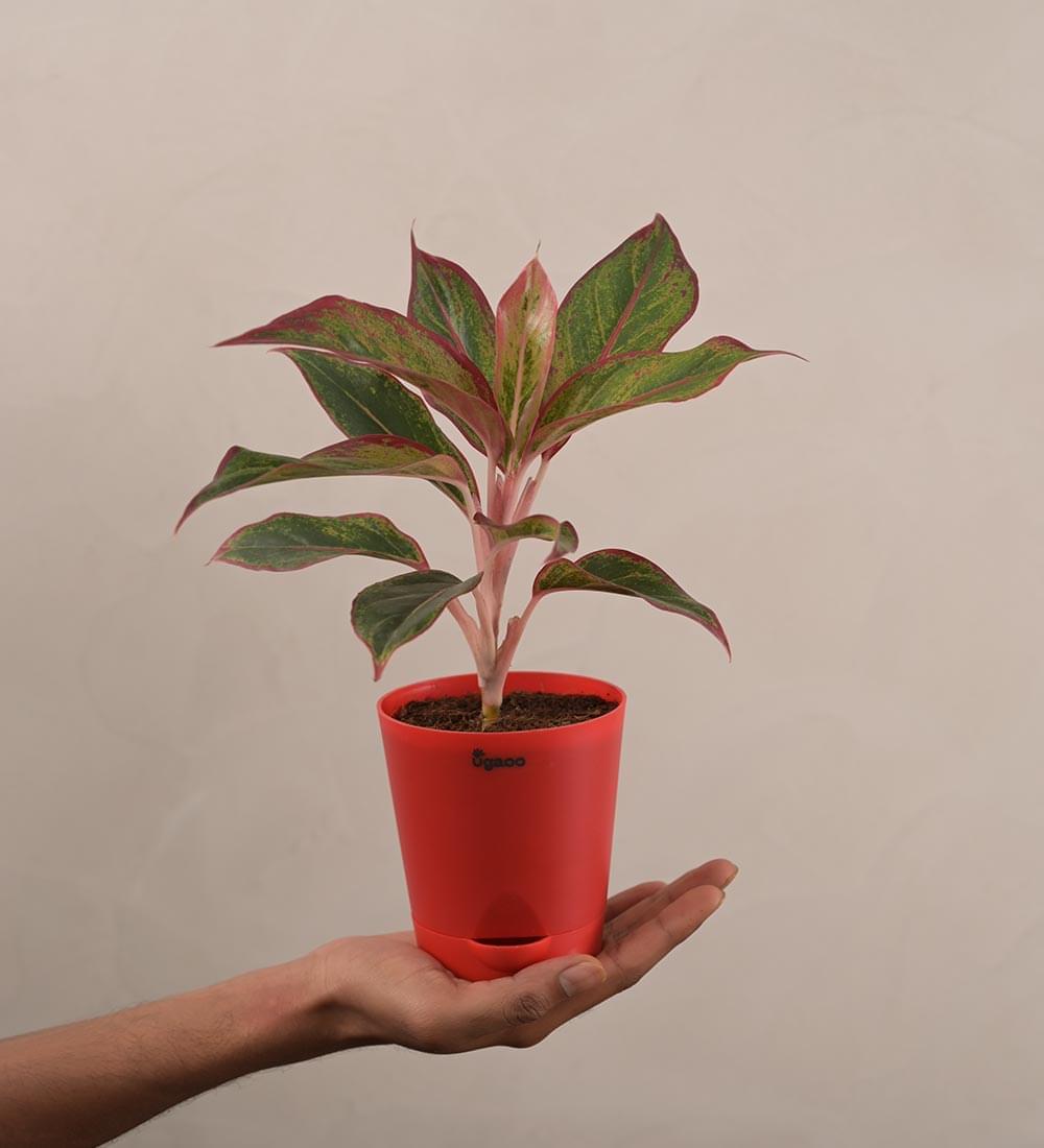 Ugaoo Aglaonema Red Plant Gift Hamper - view 4