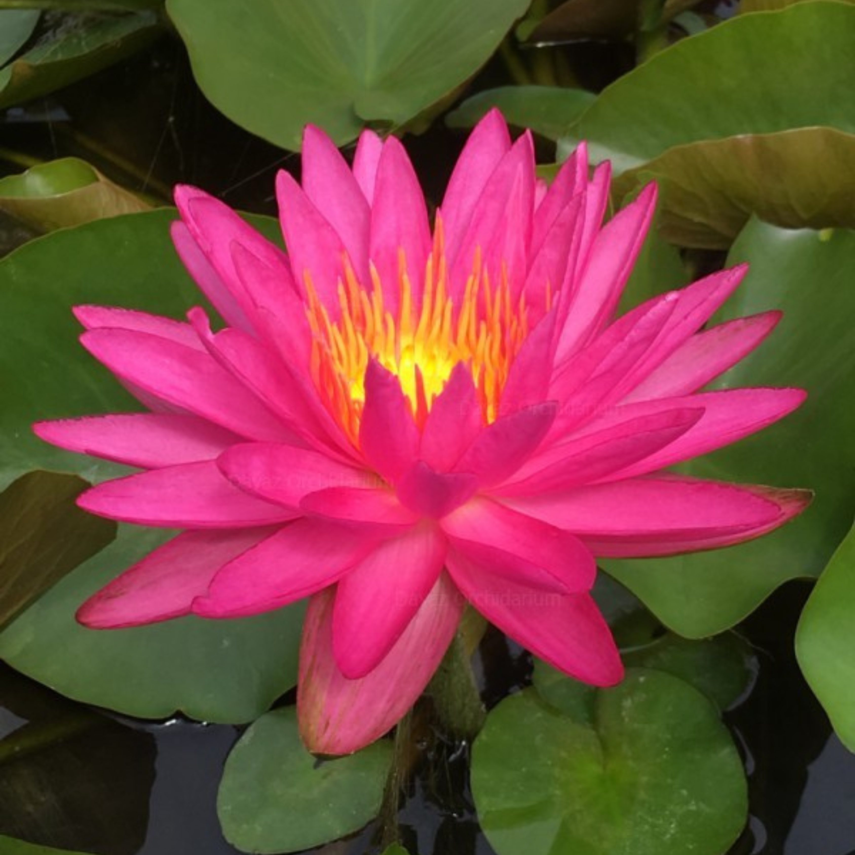 DZ Waterlily Pink Silk (ISG)