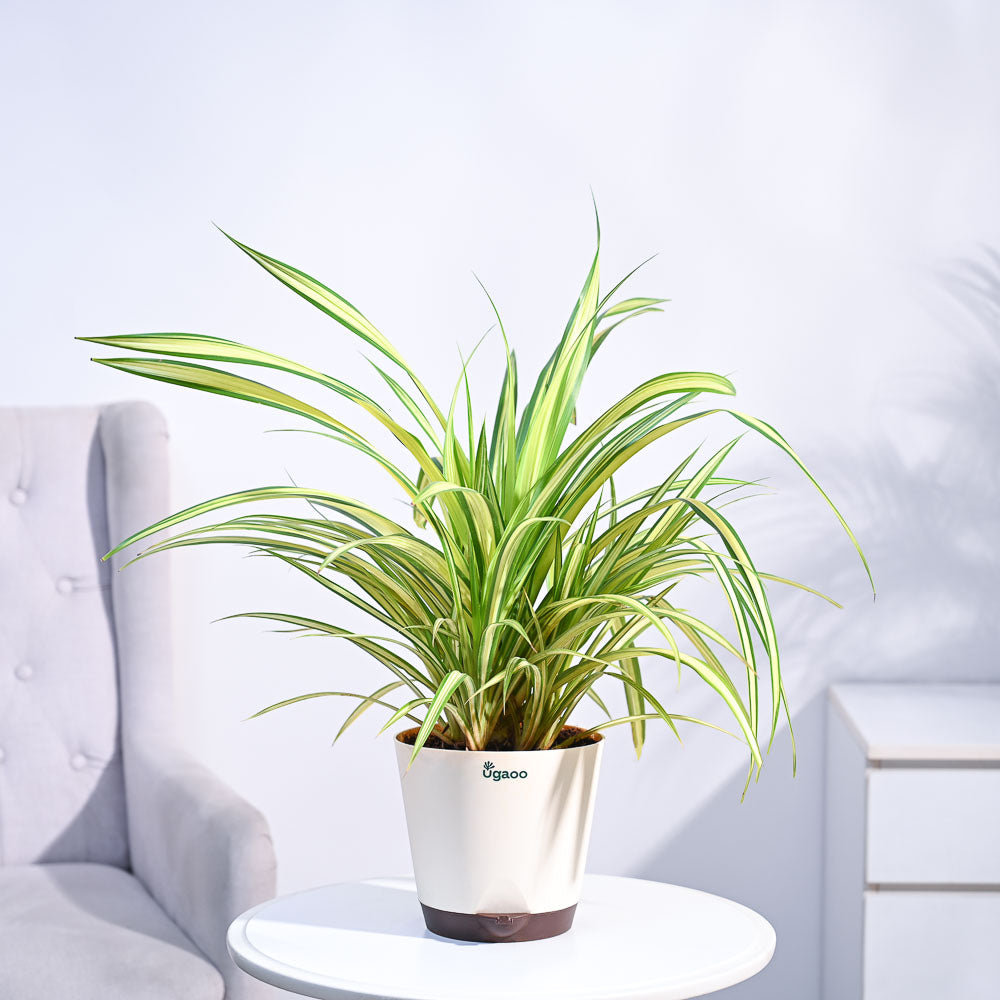 Ugaoo Pandanus Plant