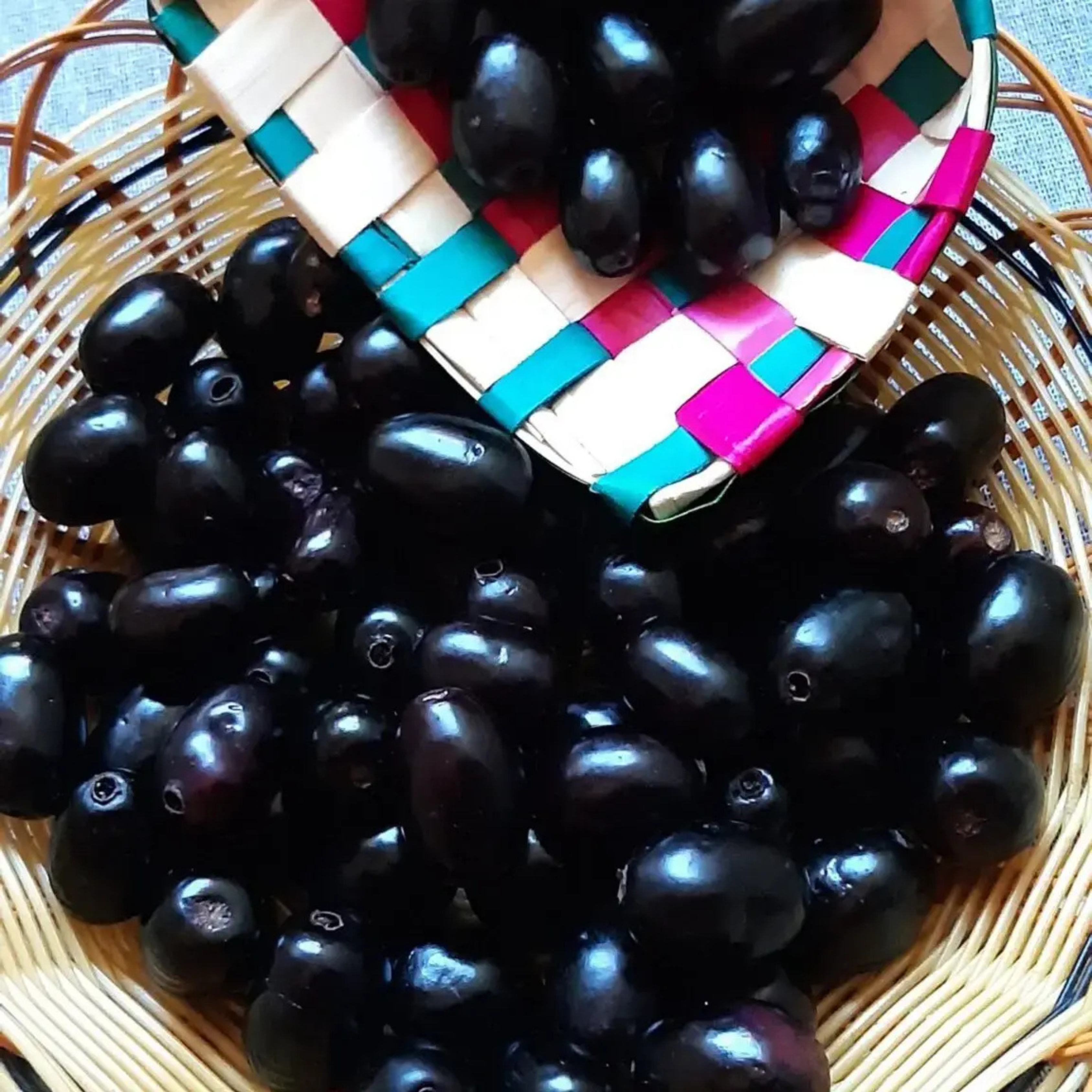 DZ Jamun/Black Plum (Syzygium cumini) Fruit Live Plant - view 2