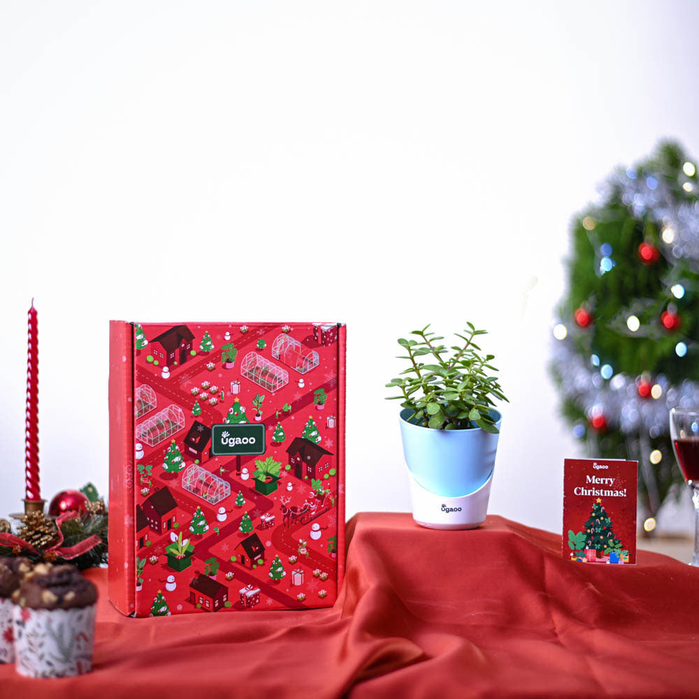 Ugaoo Jade Mini Plant Christmas Gift Hamper - view 2