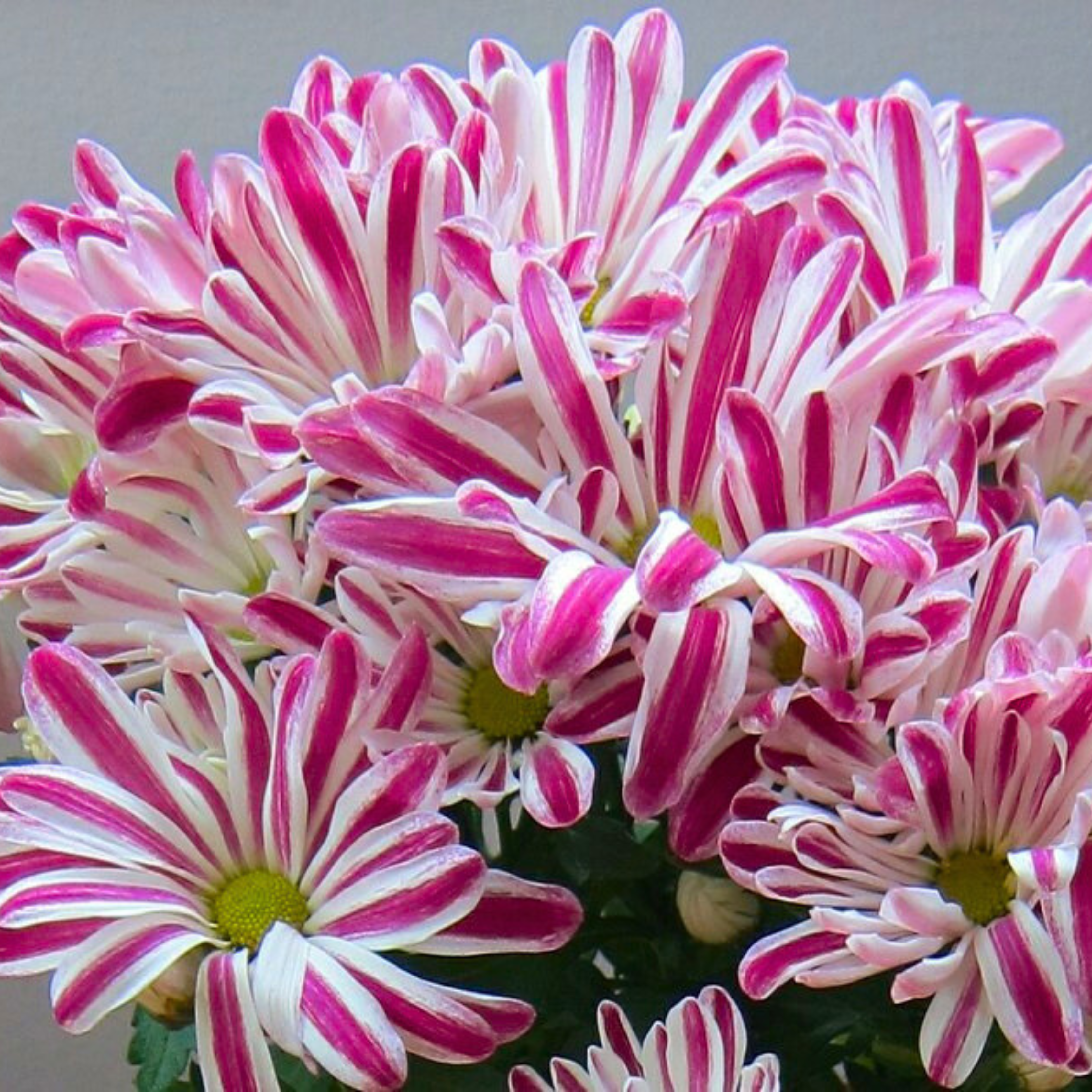 DZ Chrysanthemum indicum Grp Robinho Flowering Live Plant with Flowers - view 2