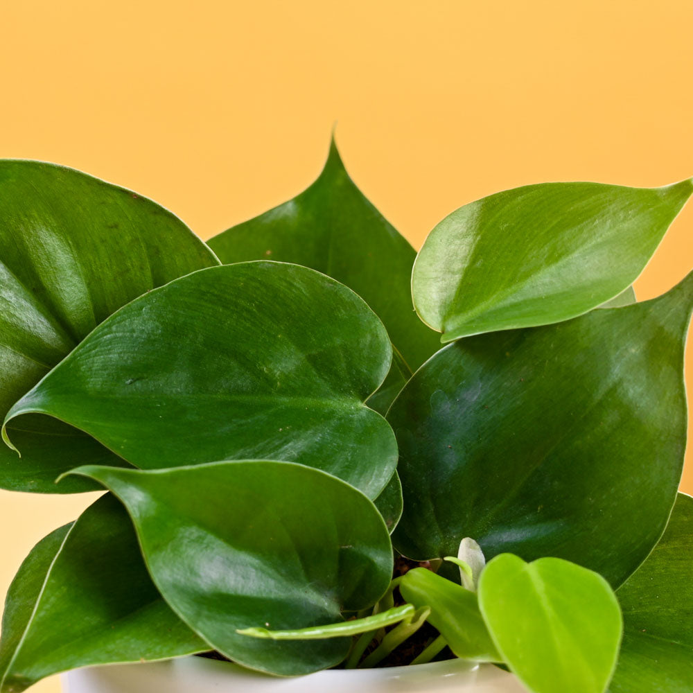 Ugaoo Philodendron Oxycardium Green Plant For Mother's Day Gifting - view 5