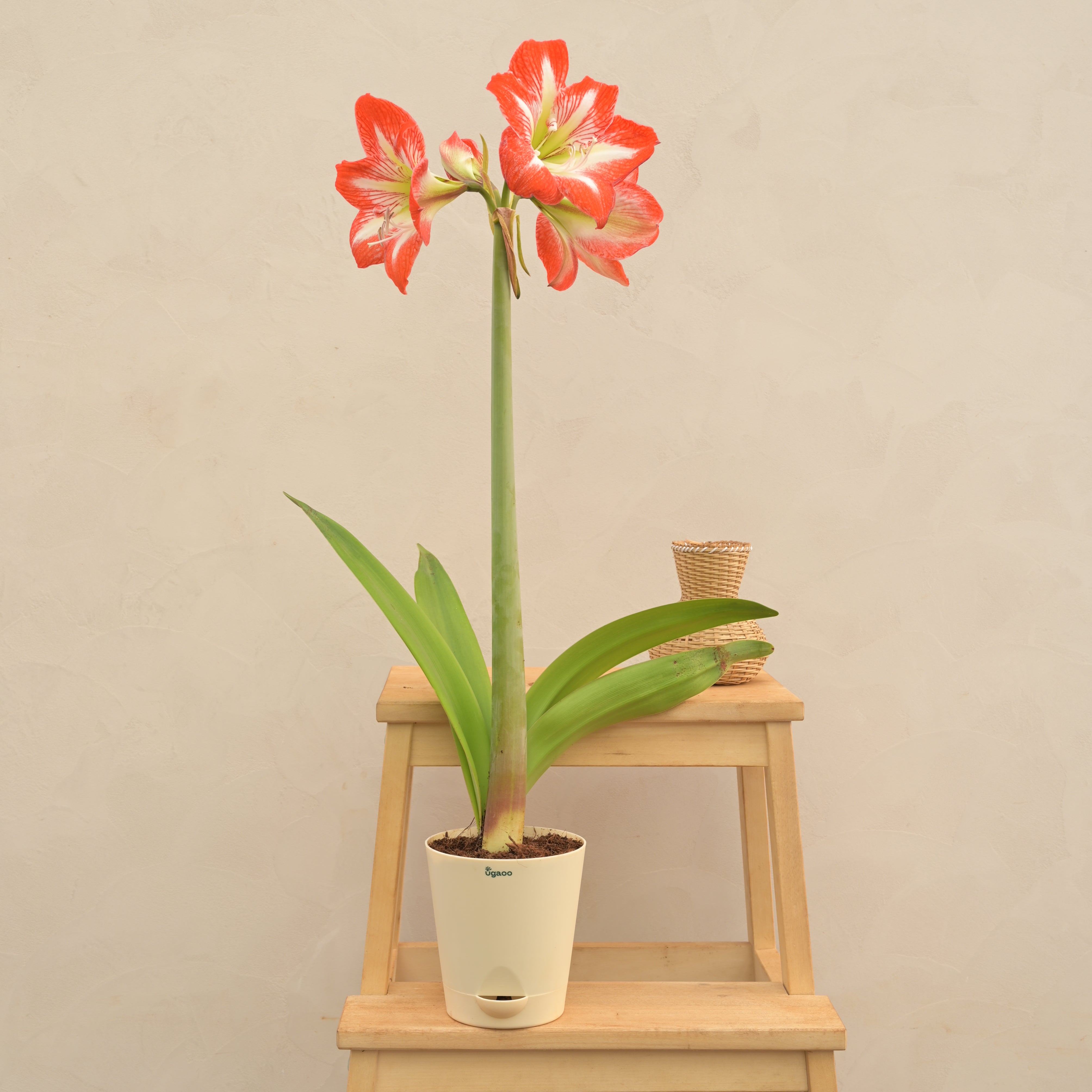 Ugaoo Amaryllis (Amar lily) Flower Bulb - Minerva - view 2