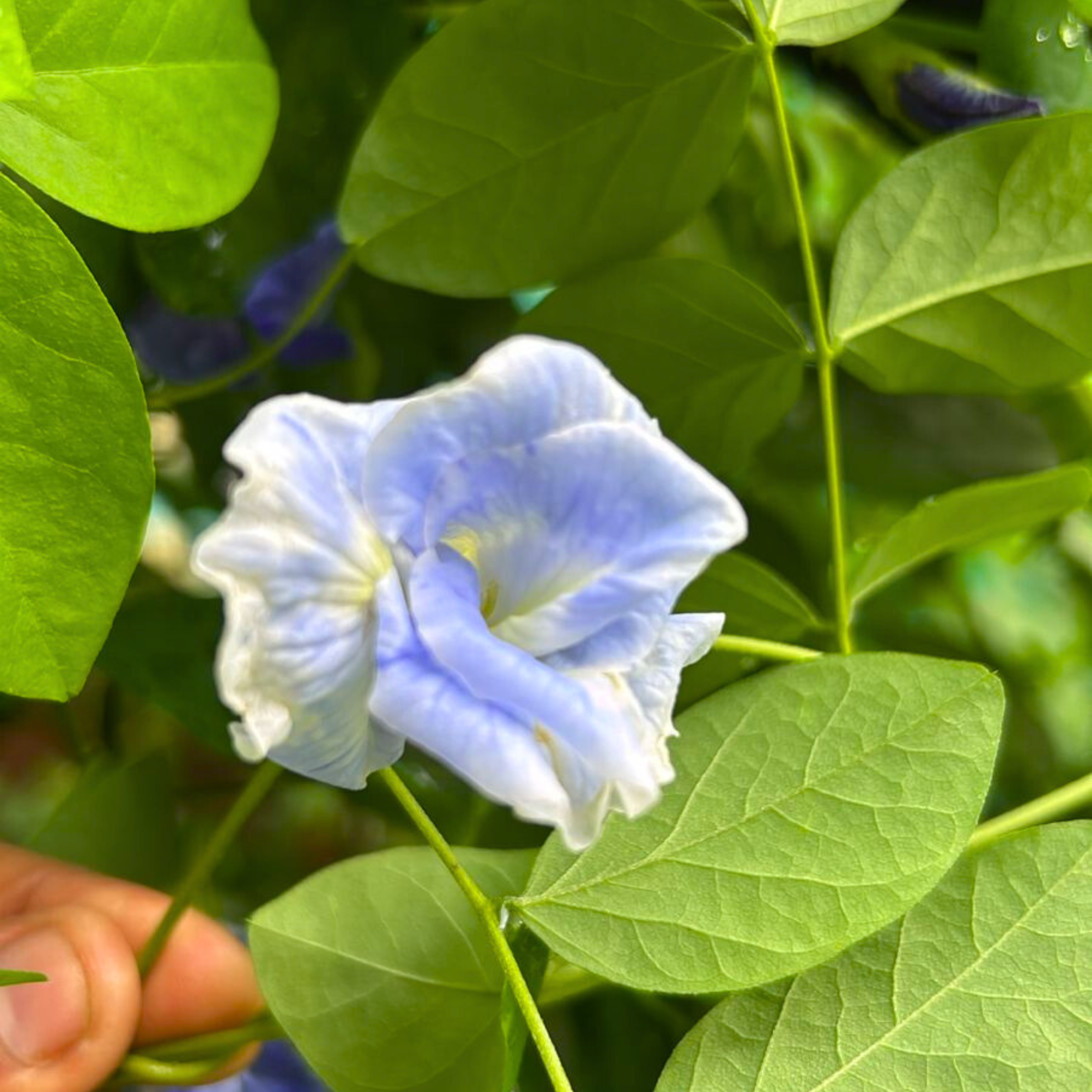MR Sky Blue Butterfly Pea Vine Multi Petal (Clitoria ternatea) Rare Flowering Live Plant - view 2