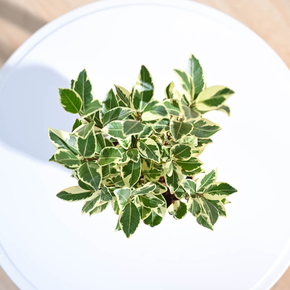 Ugaoo Ficus Prestige Plant - view 48