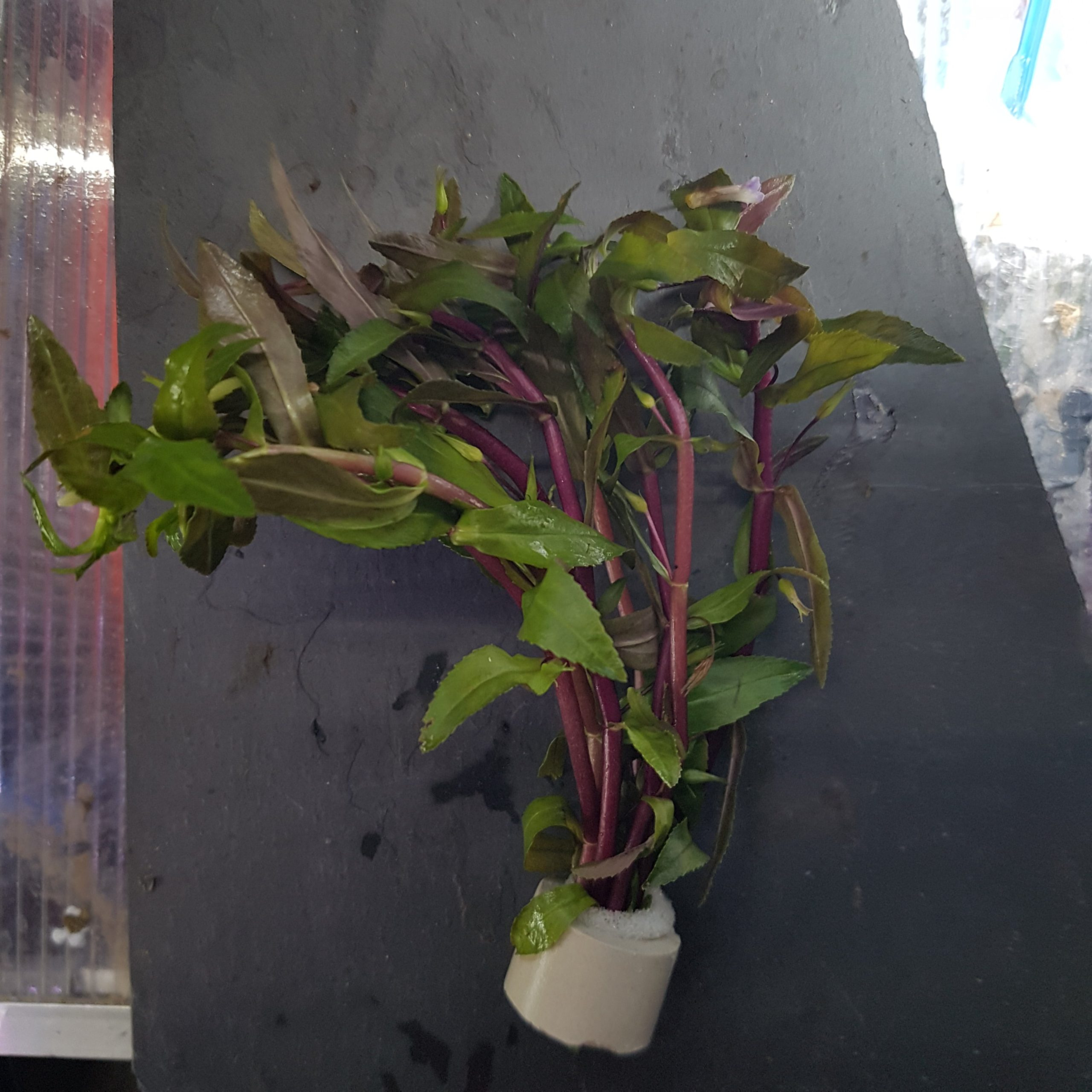 MRWP Creeping Marshweed (Limnophila repens) Aquarium Live Plant
