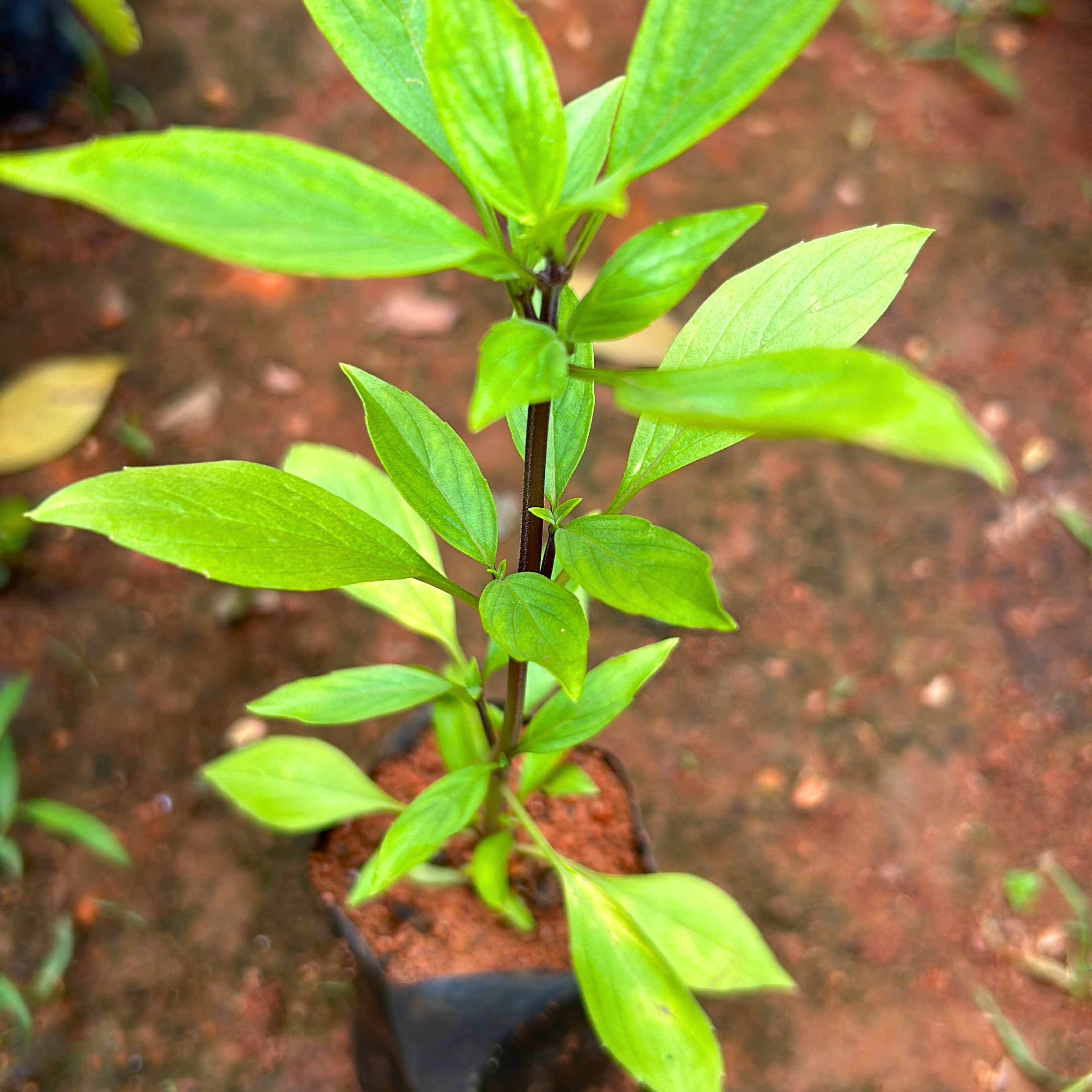 MR Thai Sweet Basil Medicinal Live Plant - view 2
