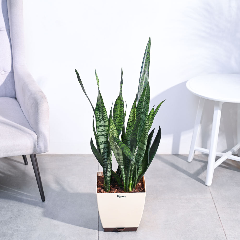 Ugaoo Sansevieria Zeylanica - XL - view 7