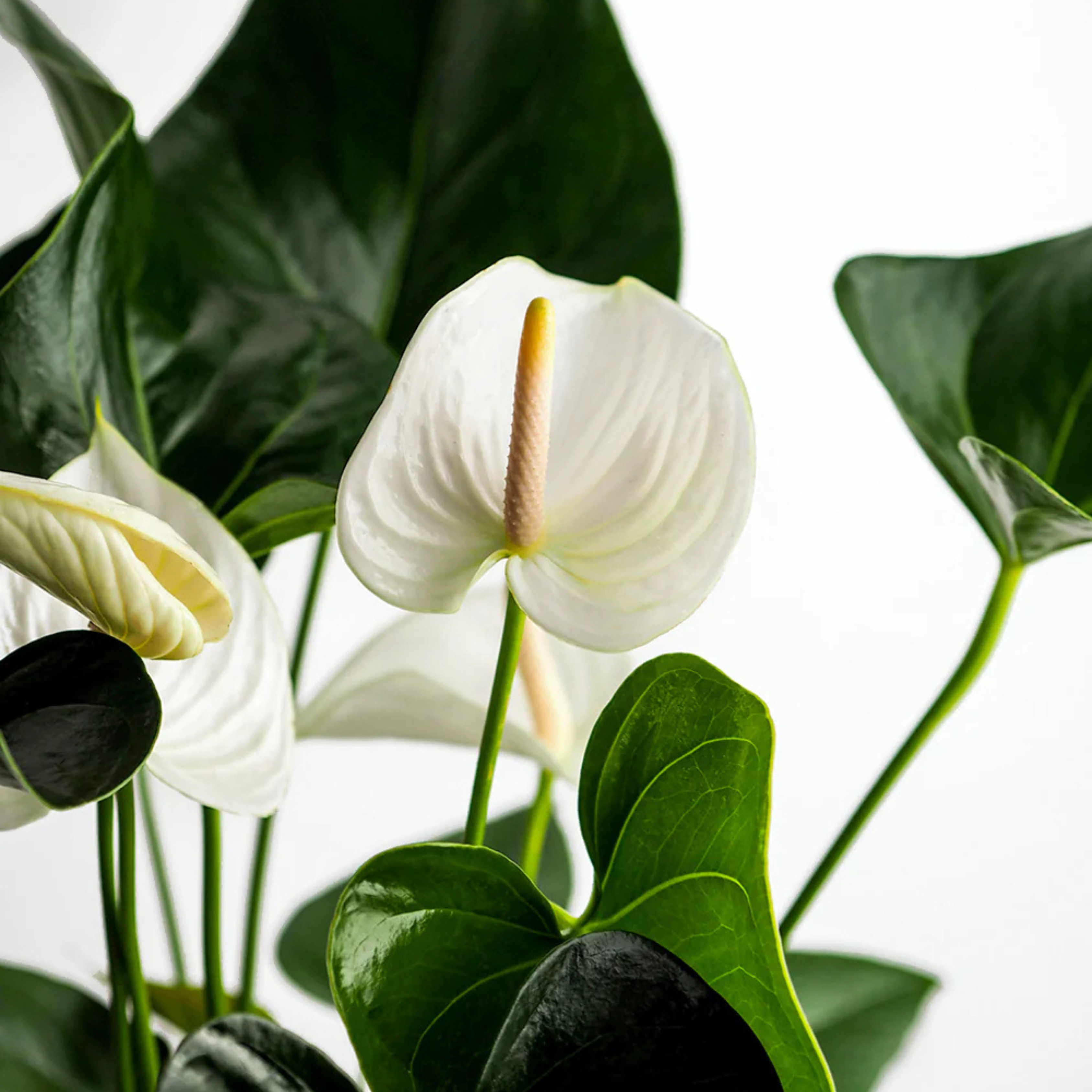 DZ Dwarf Anthurium Andraeanum White Heart Indoor/Outdoor Live Plant - view 3