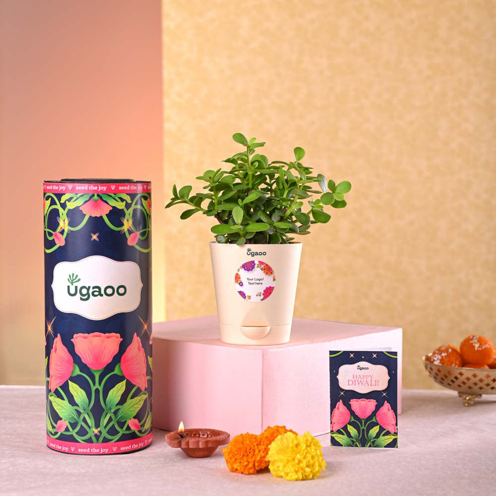 Ugaoo Jade Mini Plant Diwali Gift