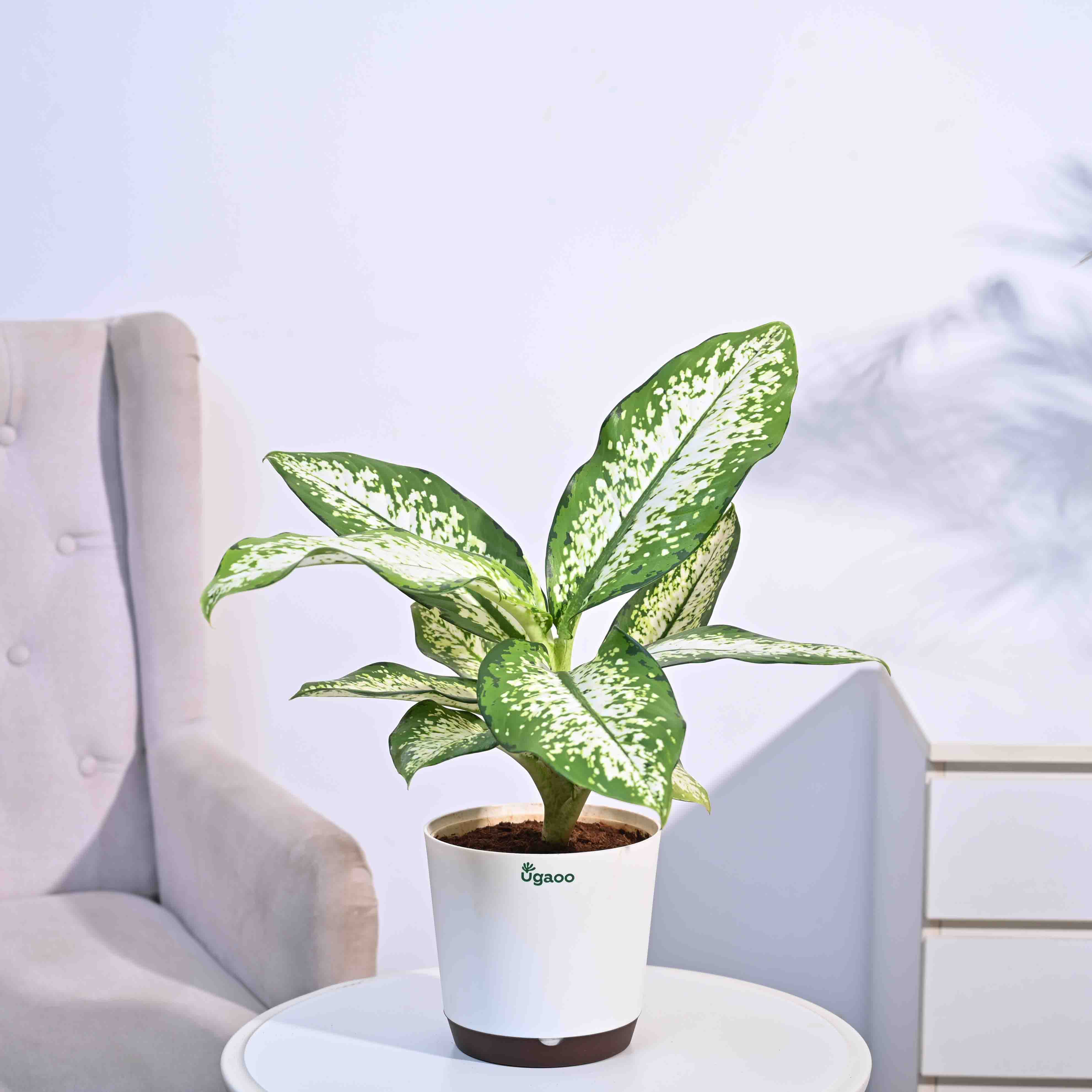 Ugaoo Dieffenbachia Delilah - Large