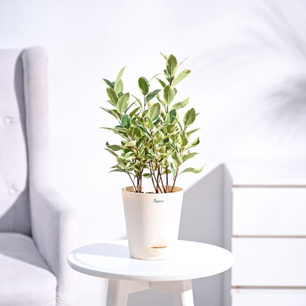 Ugaoo Ficus Prestige Plant