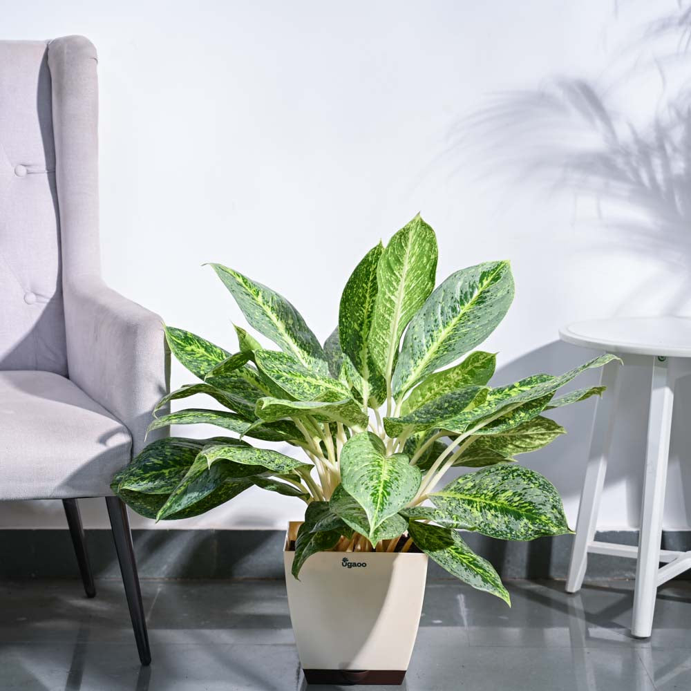 Ugaoo Aglaonema Butterfly Plant - XL
