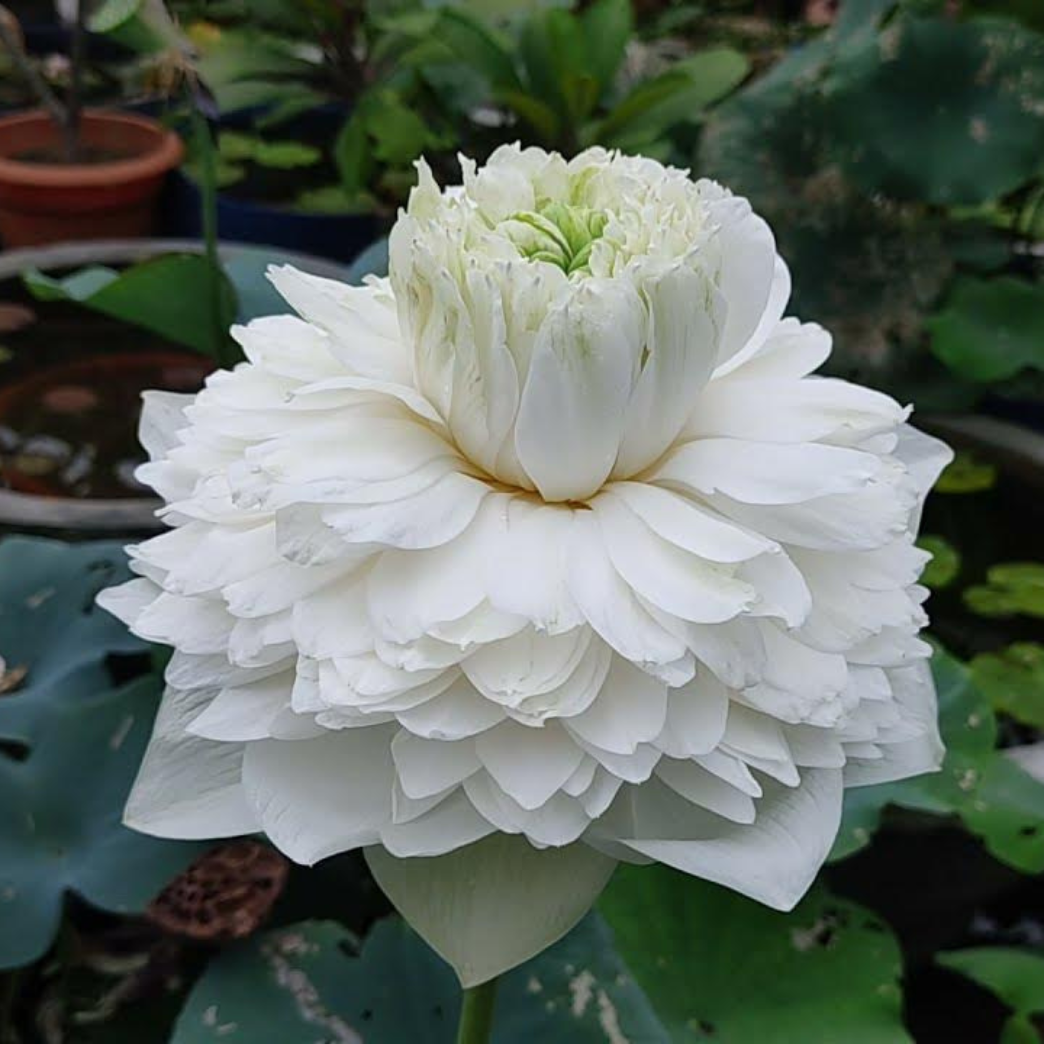 DZ White Peony Lotus Tuber