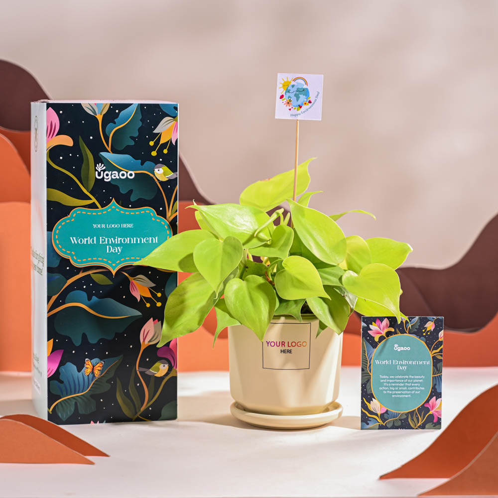 Ugaoo Philodendron Oxycardium Golden Plant For Environment Day Gifting - view 61