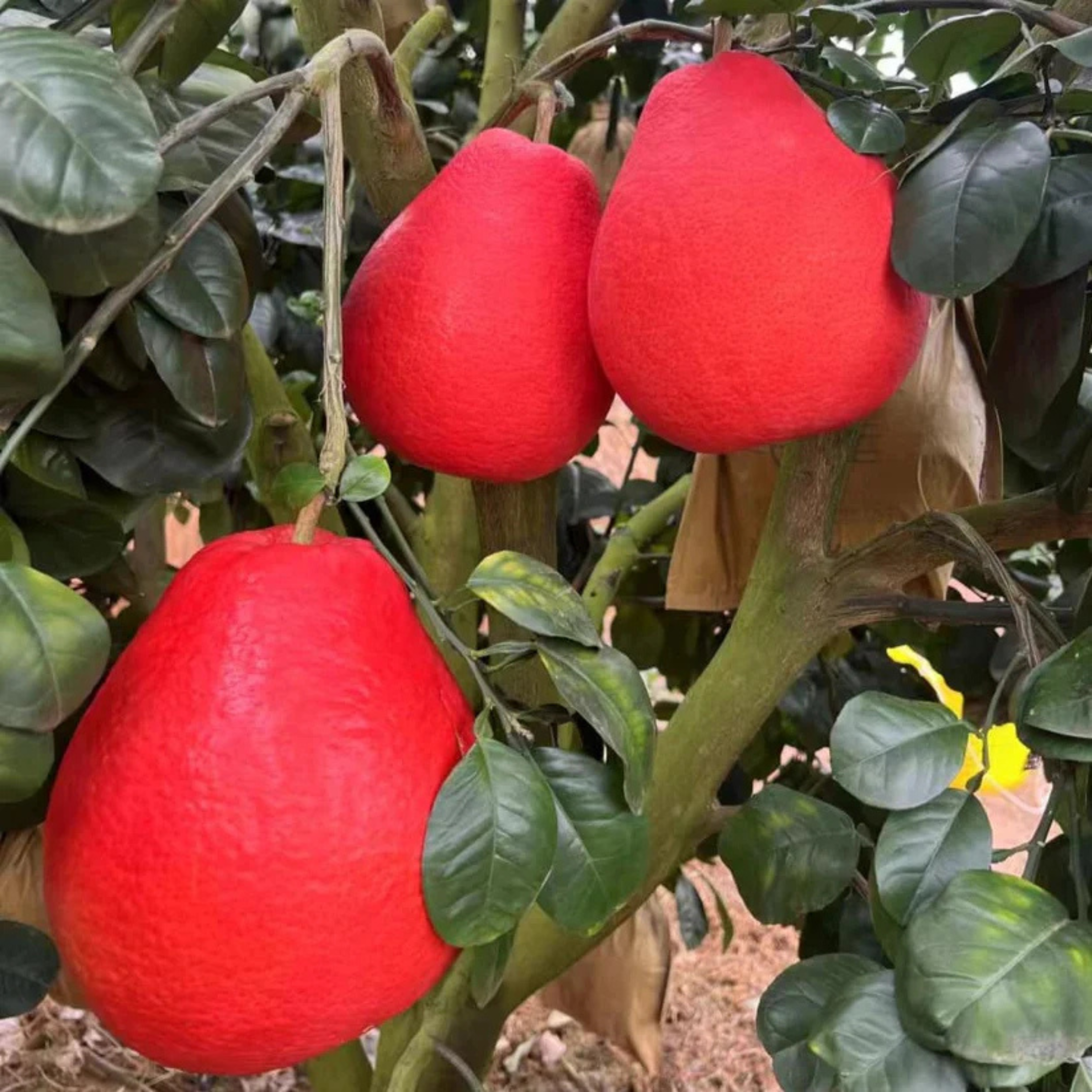 VL Thai Red Pomelo Grafted Fruit Live Plant