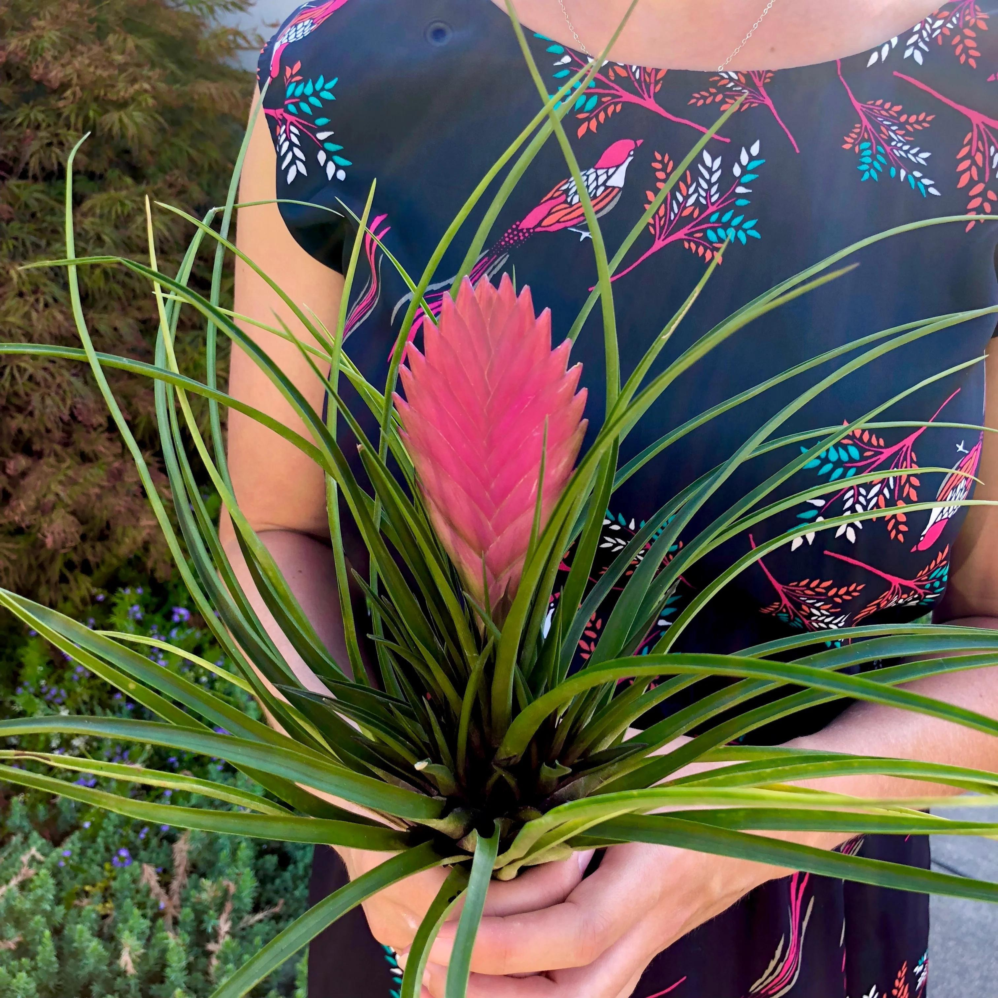 DZ Tillandsia Pink Quill (Wallisia Cyanea) Live Plant