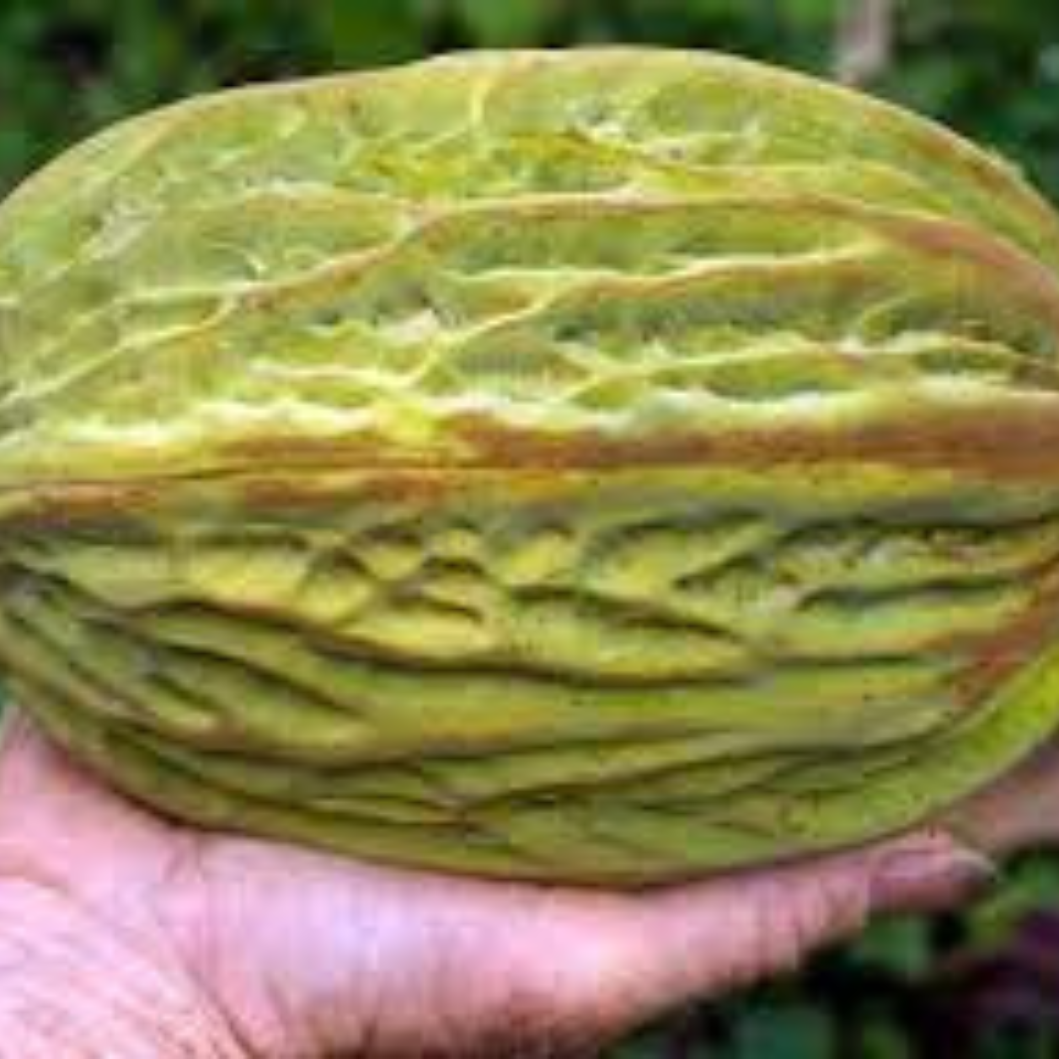 VL Mocambo / White Cacao (Theobroma Bicolor) Fruit Live Plant