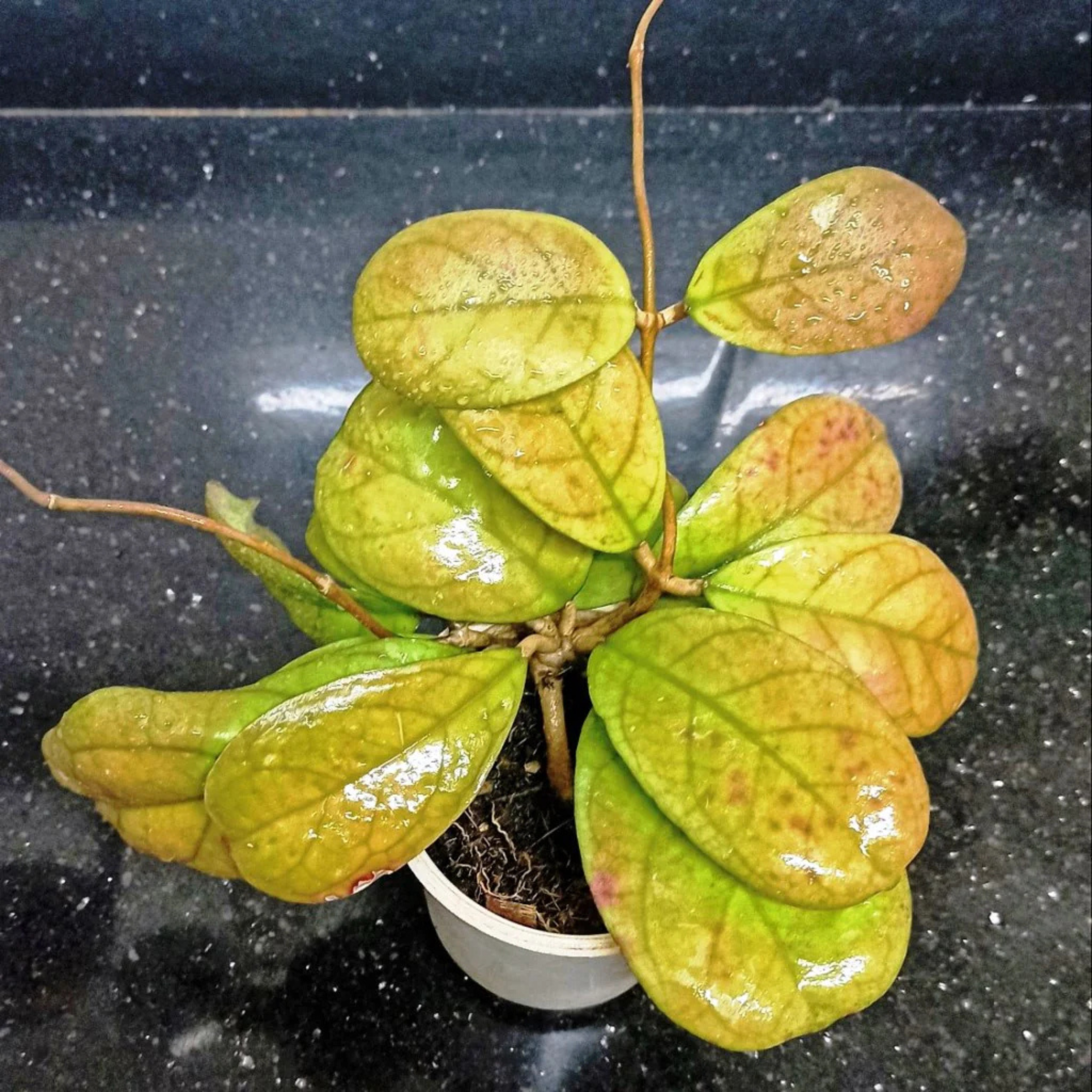 DZ Hoya Viola - view 2