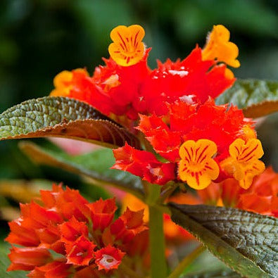 MR Chrysothemis Pulchella (sunset bells) All Time Flowering Live Plant