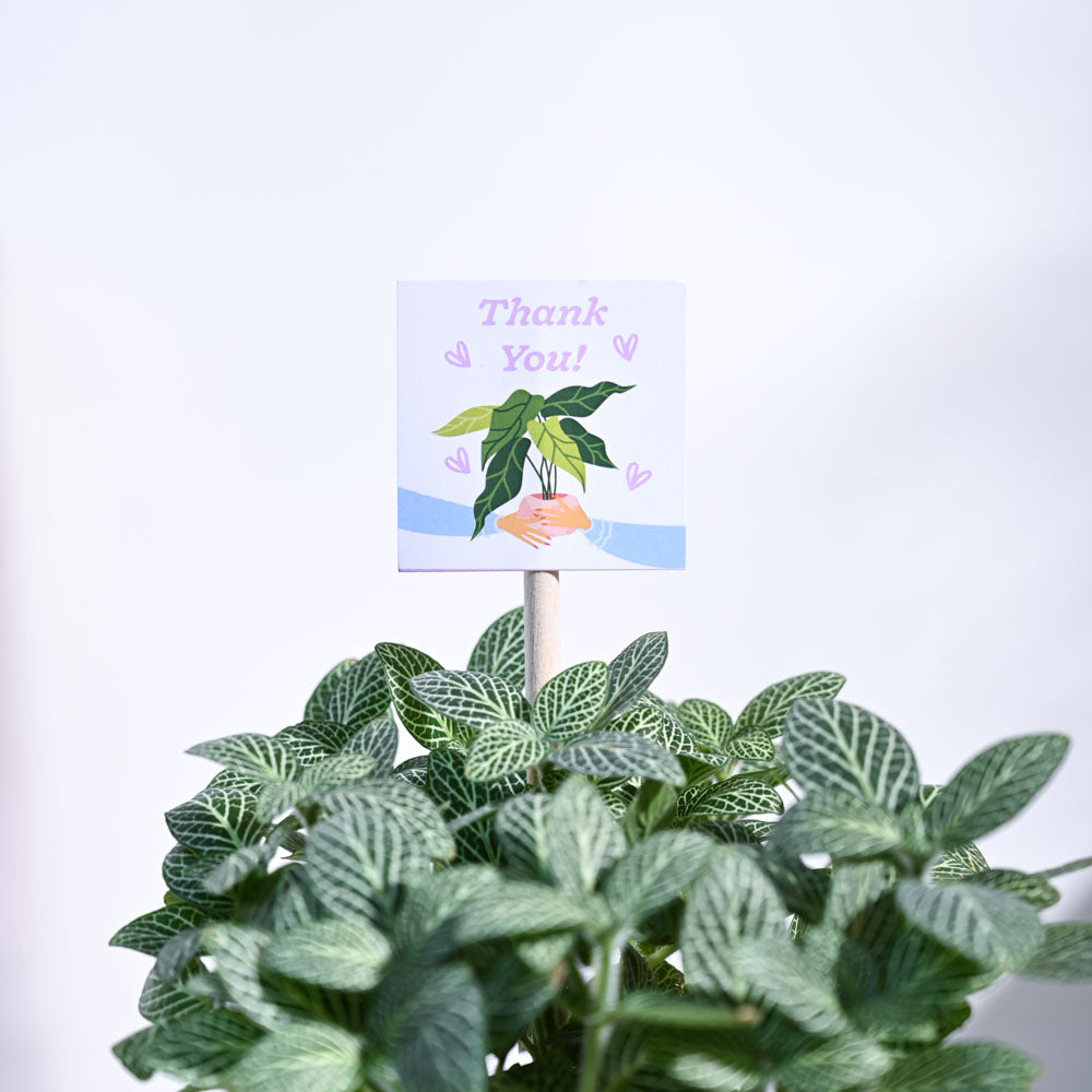 Ugaoo Fittonia Green Thank you Gift Hamper - view 7