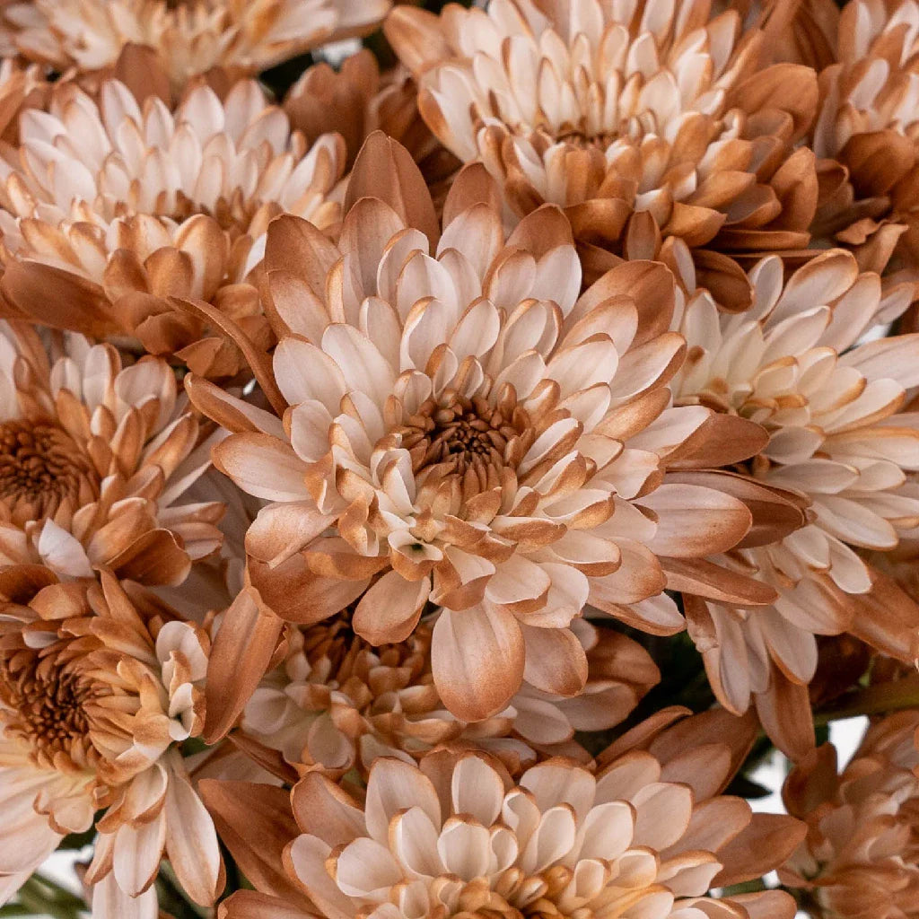 FiftyFlowers Mocha Mousse Sprayed Enhanced Pom Flower - view 4
