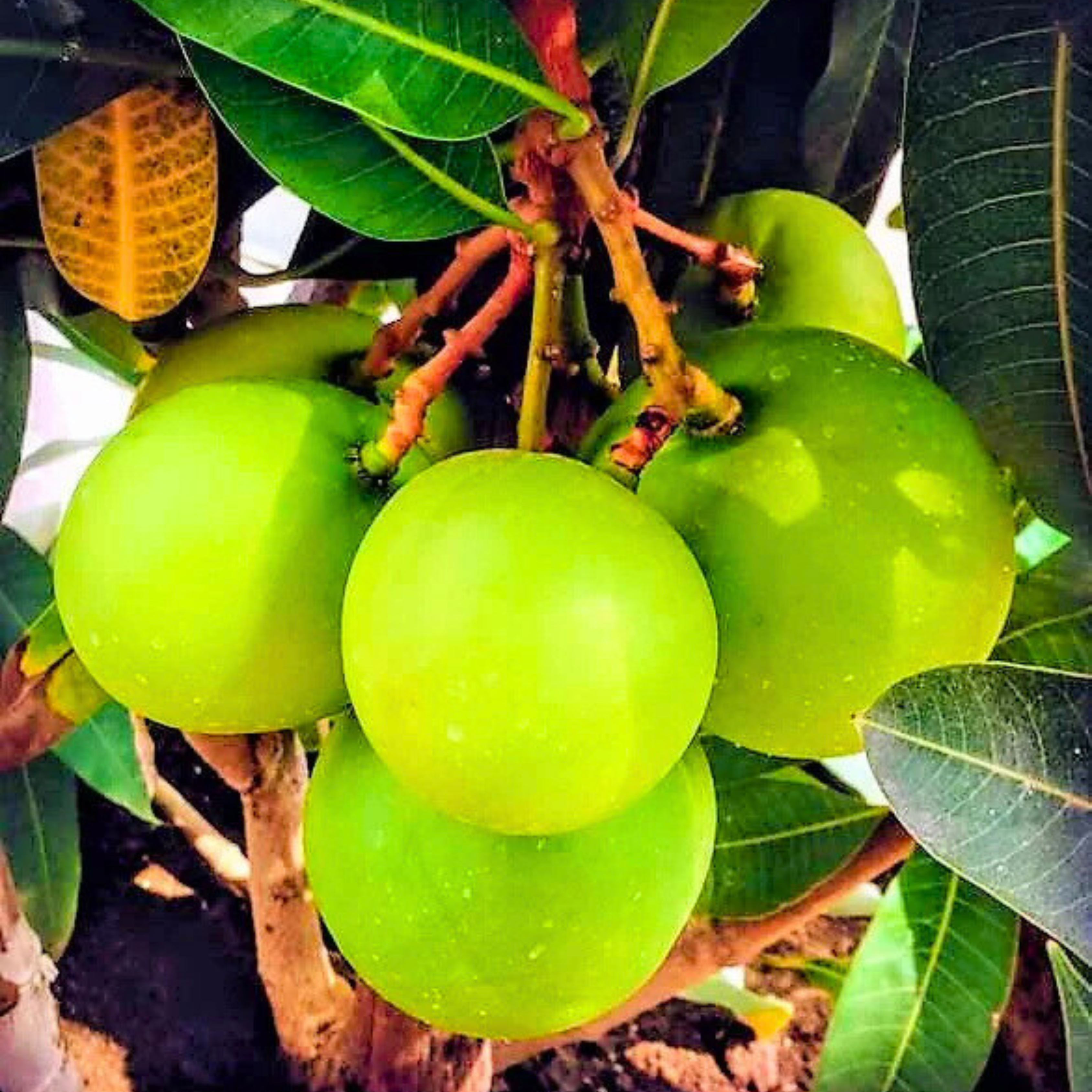 VL Sweet Coconut Mango Grafted Live Plant - view 2