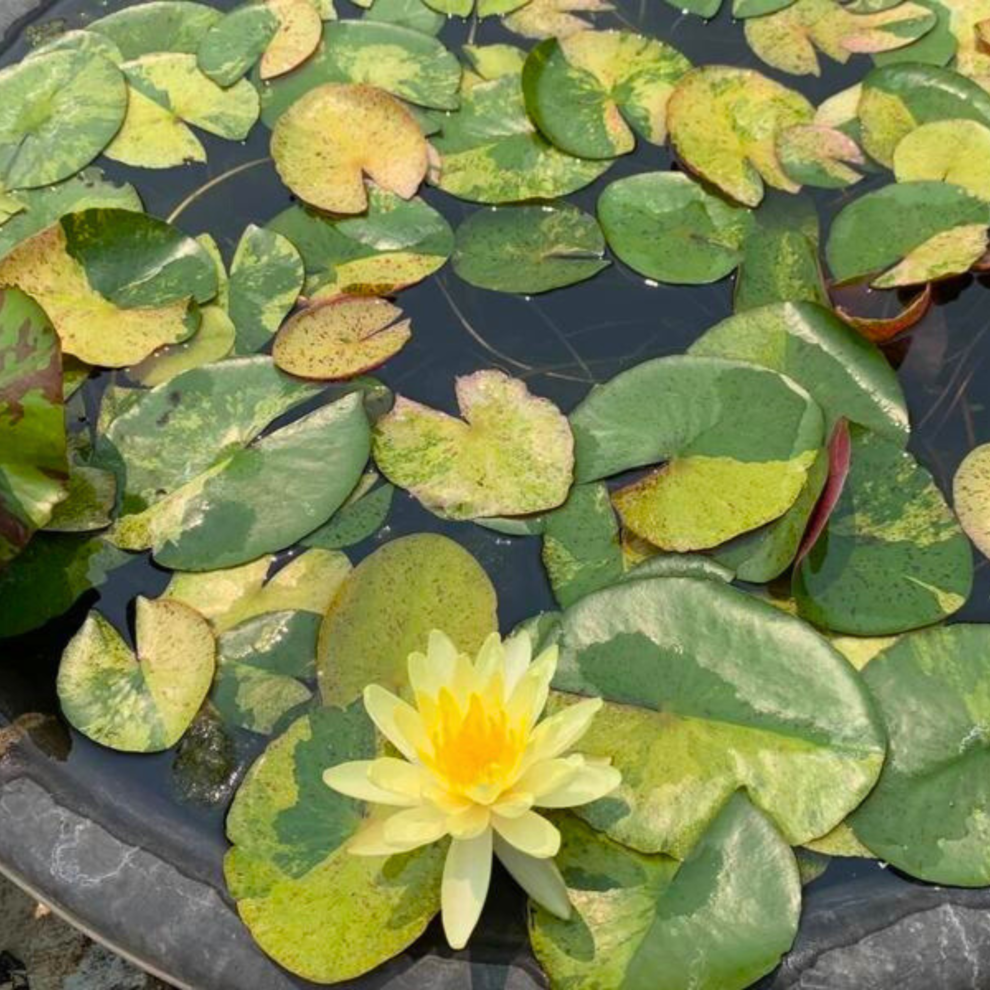 Lily variegated leaf – DZ 'Tong Longya' Water Lily (Variegated Leaf)