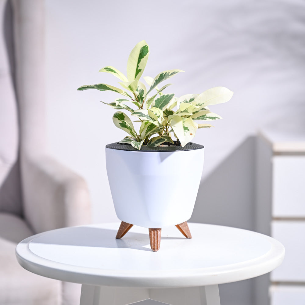 Ugaoo Ficus Prestige Plant - view 143