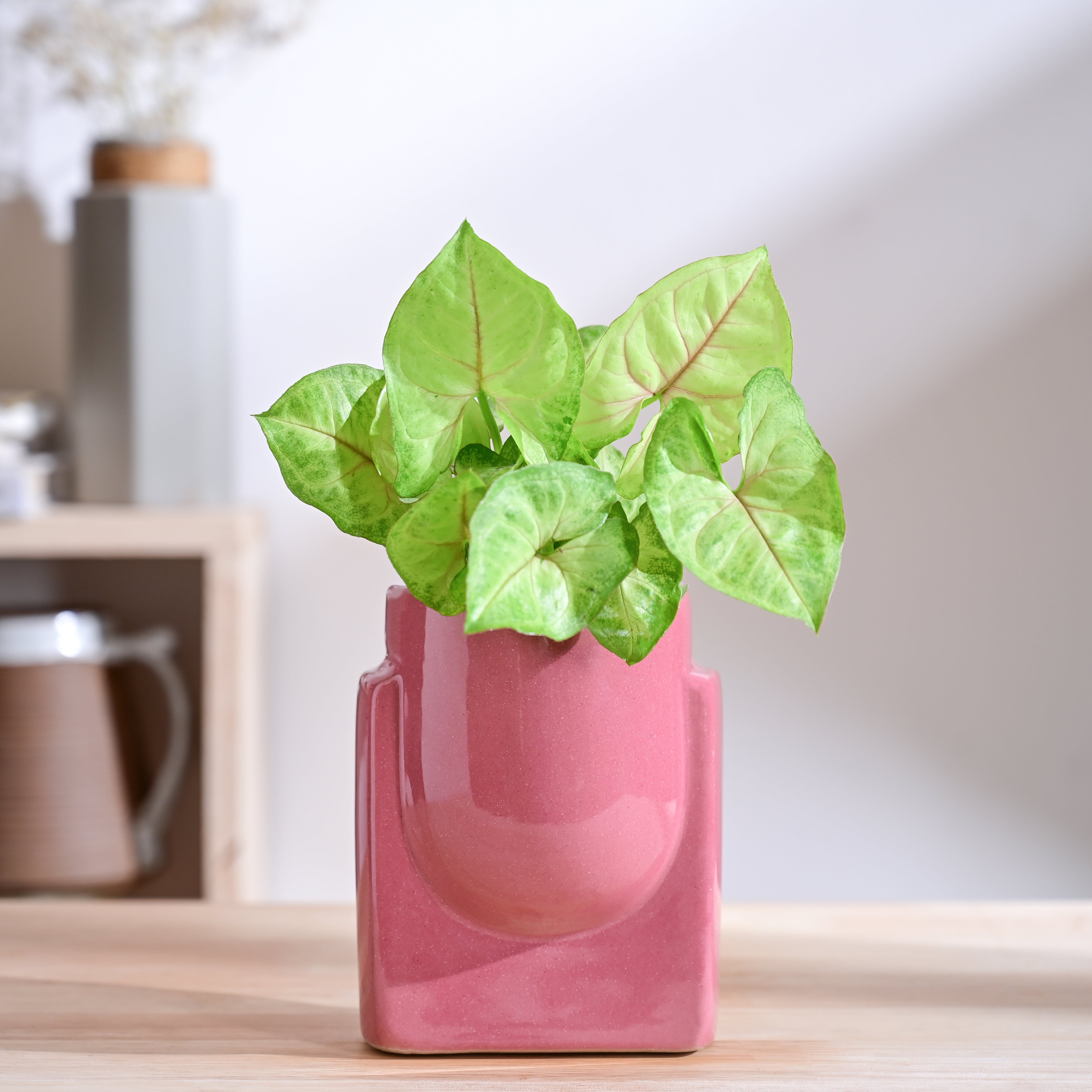 Ugaoo Cats are Gods Ceramic Planter - view 25