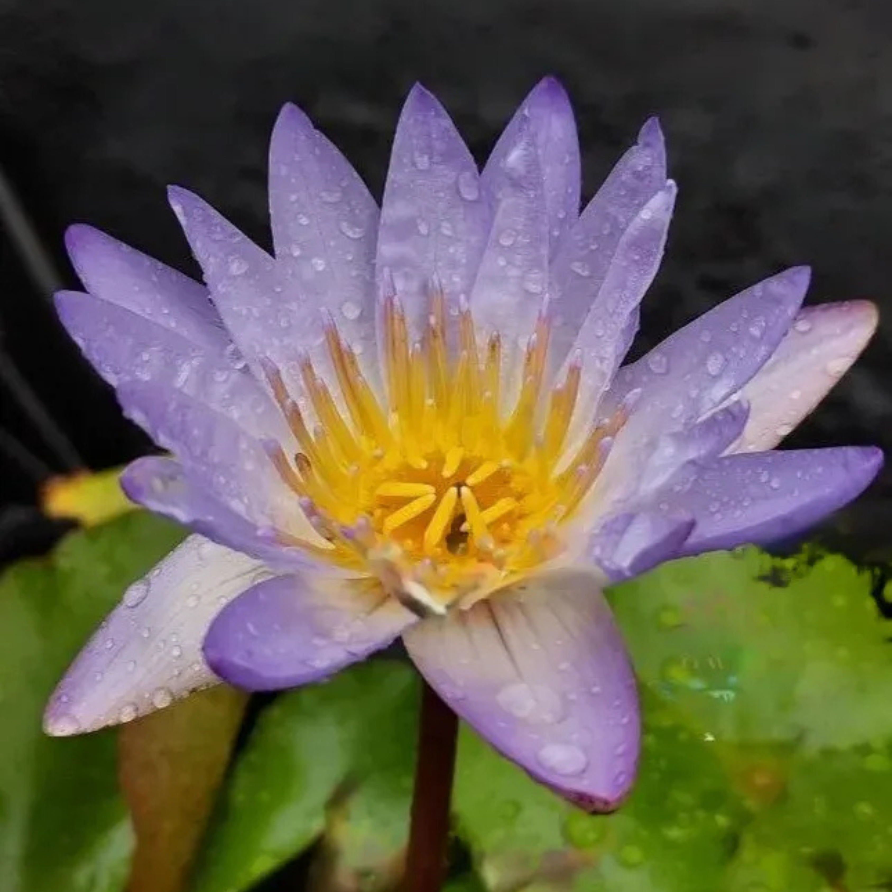 DZ Nymphaea Micrantha (Tropical Water Lilly)