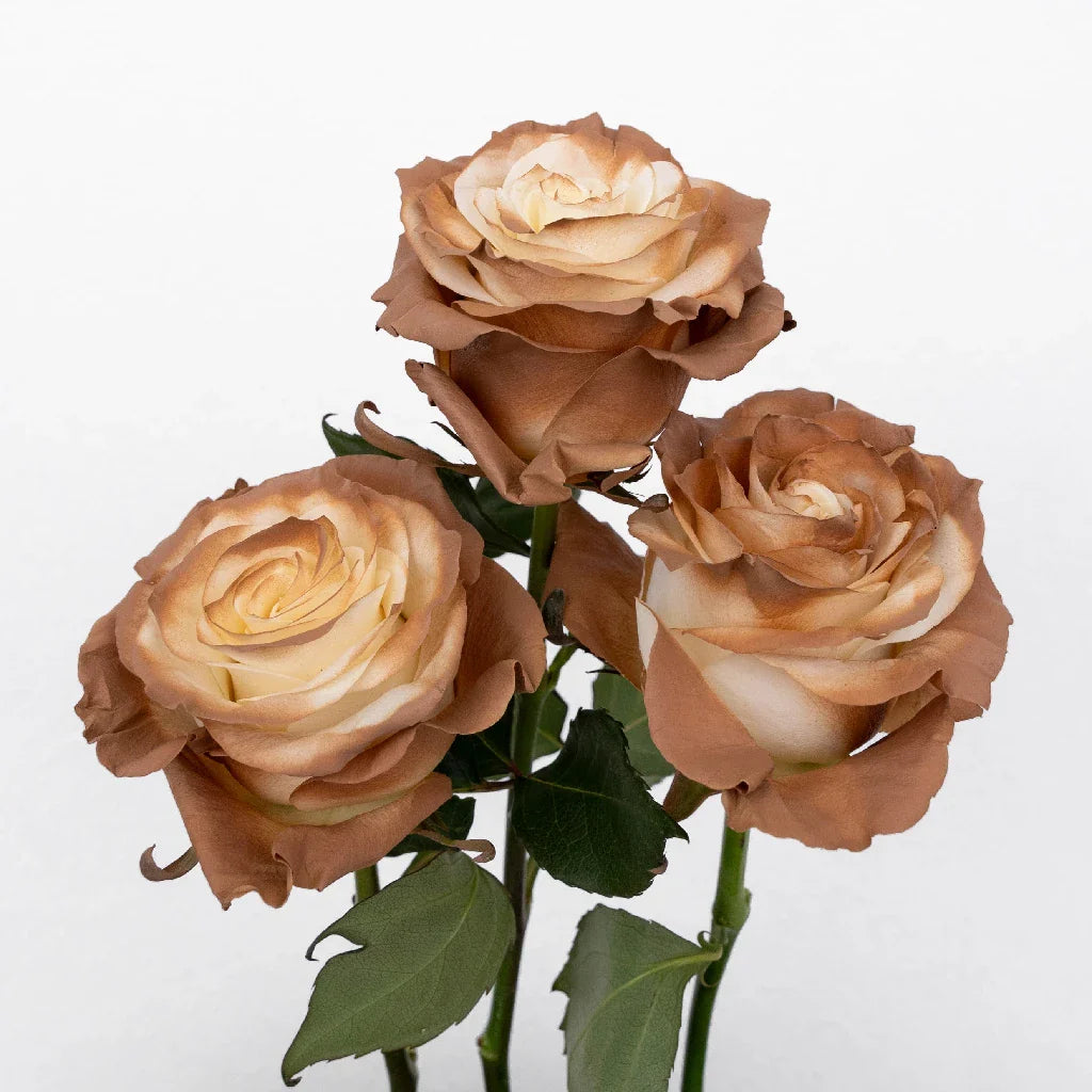 FiftyFlowers Mocha Brown Tinted Roses - view 3
