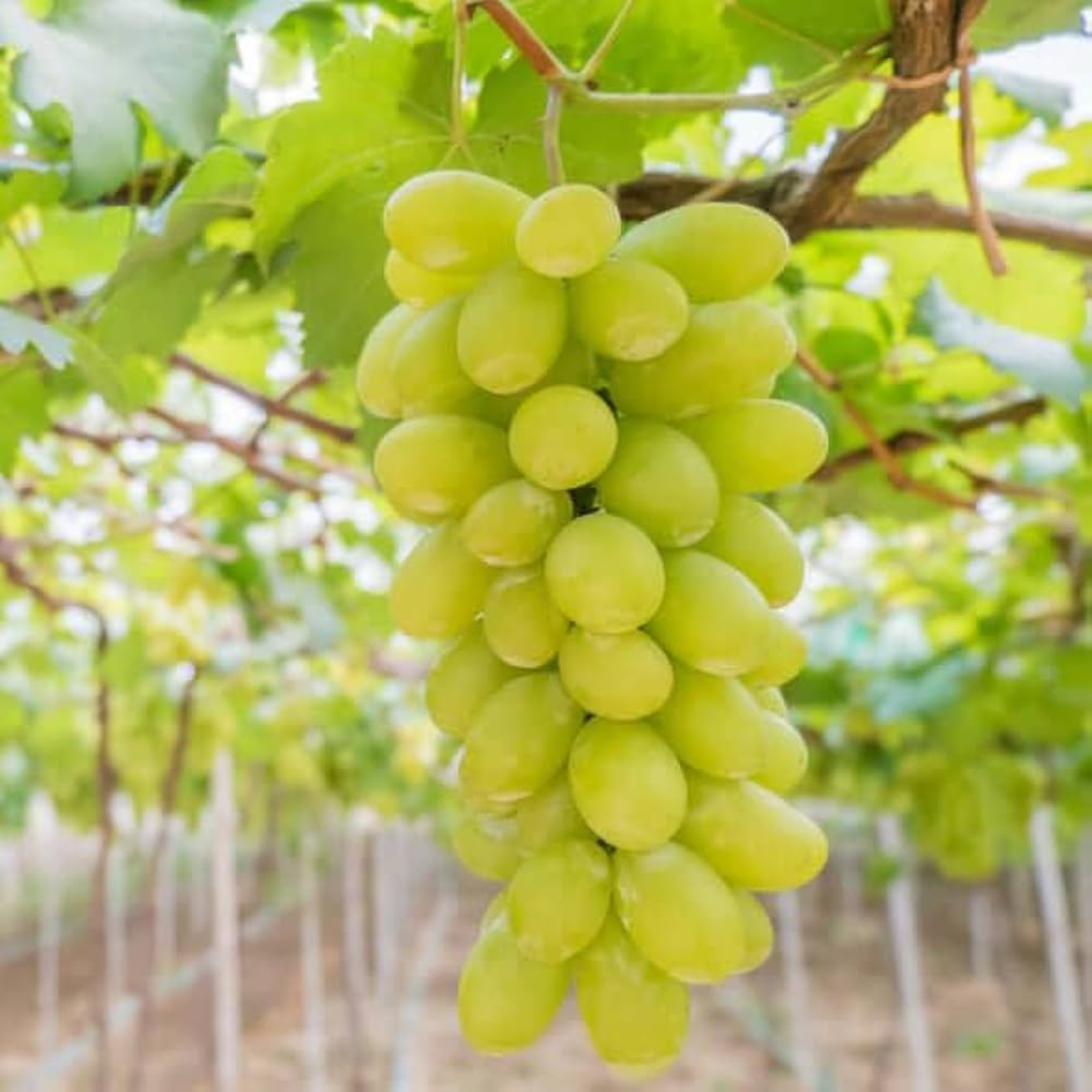 MR Seedless Grapes Green (Vitis vinifera) Fruit Live Plant