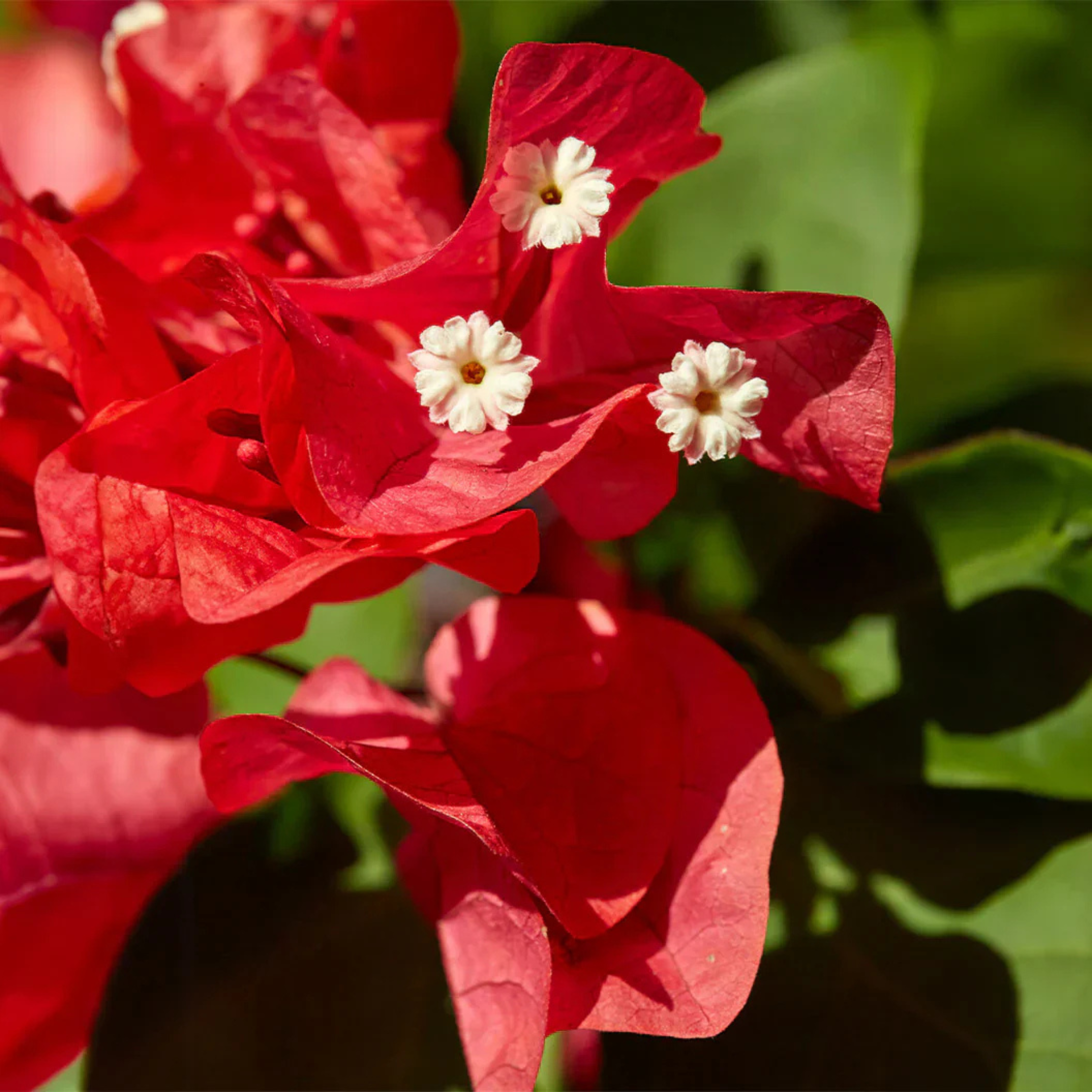 DZ Bougainvillea Ruby Red (Paper Flower) Rare Flowering Live Plant - view 3