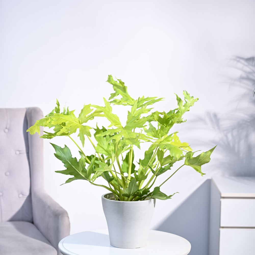Ugaoo Philodendron Selloum Golden Plant - view 46