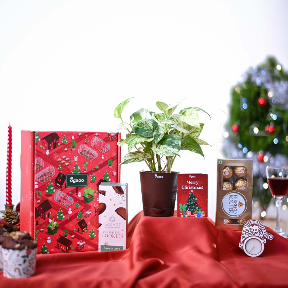 Ugaoo Money Plant Marble Christmas Gift Hamper