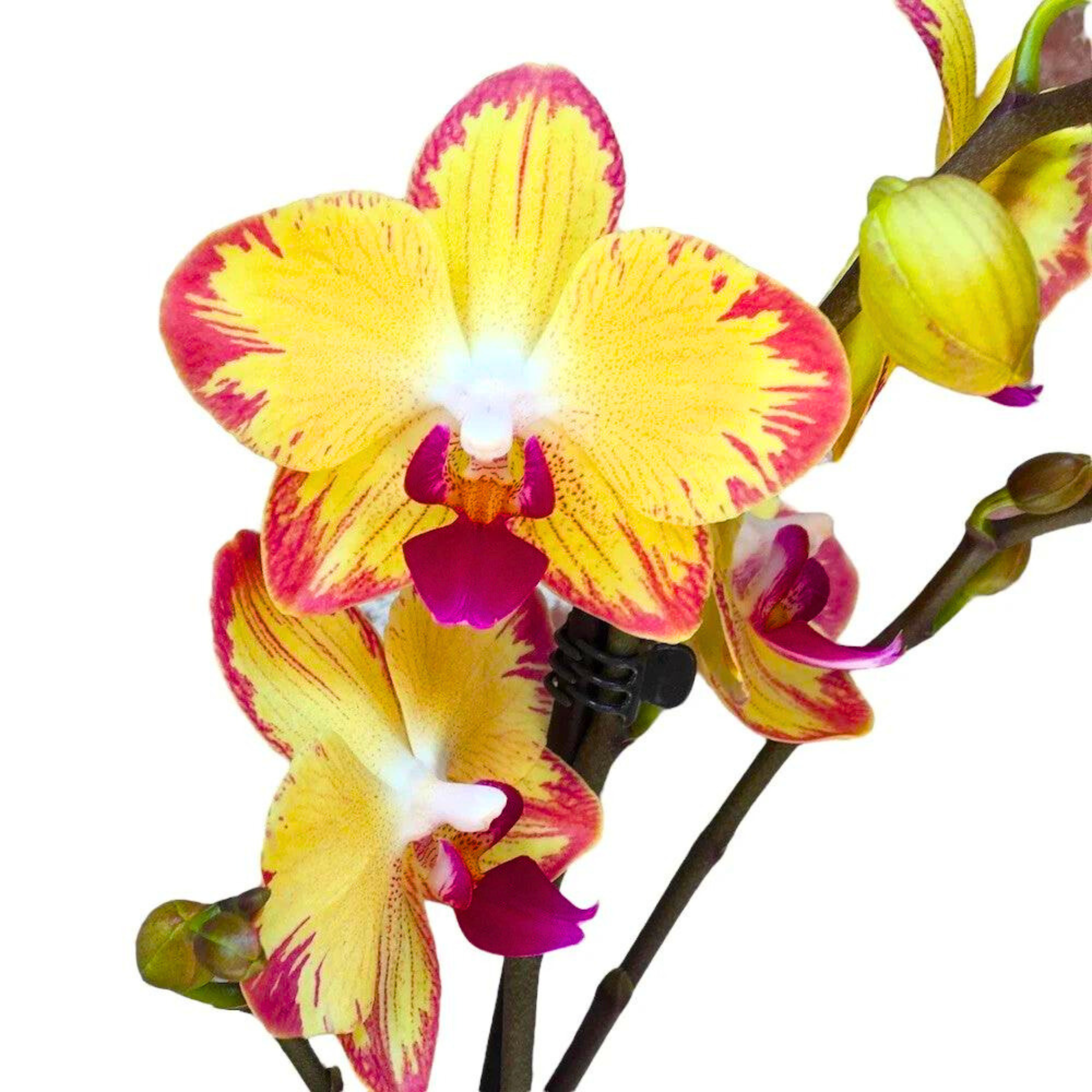 DZ Phalaenopsis Papagayo - Blooming Size - view 7