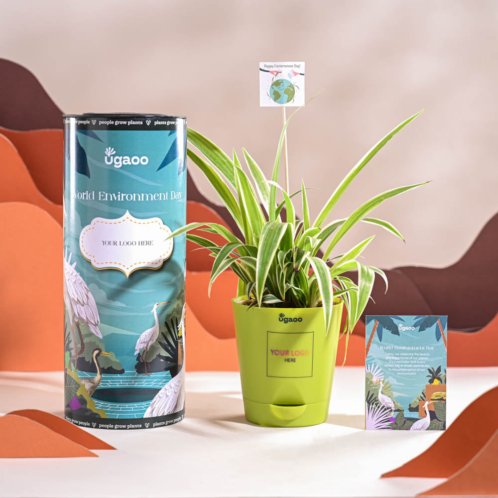 Ugaoo Spider Plant For Environment Day Gifting