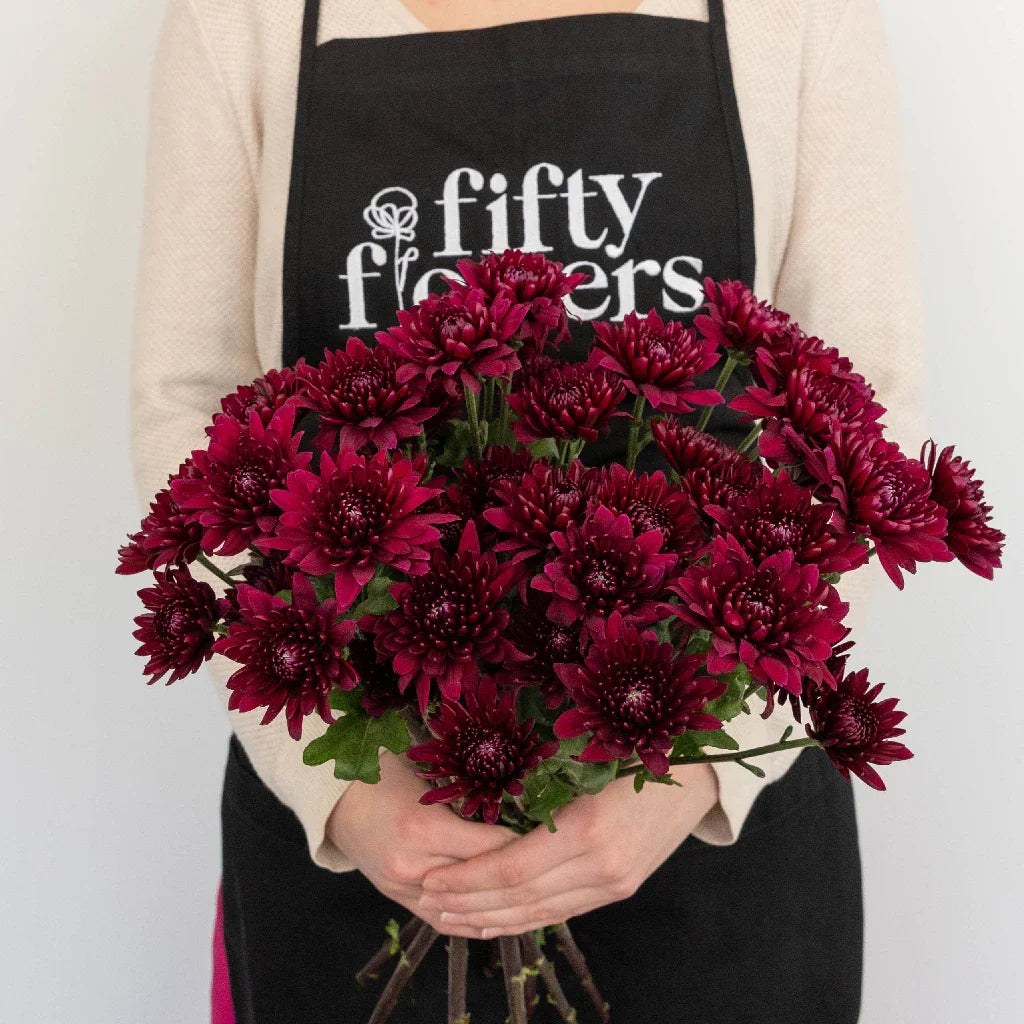 FiftyFlowers Velvet Wine Chrysanthemum