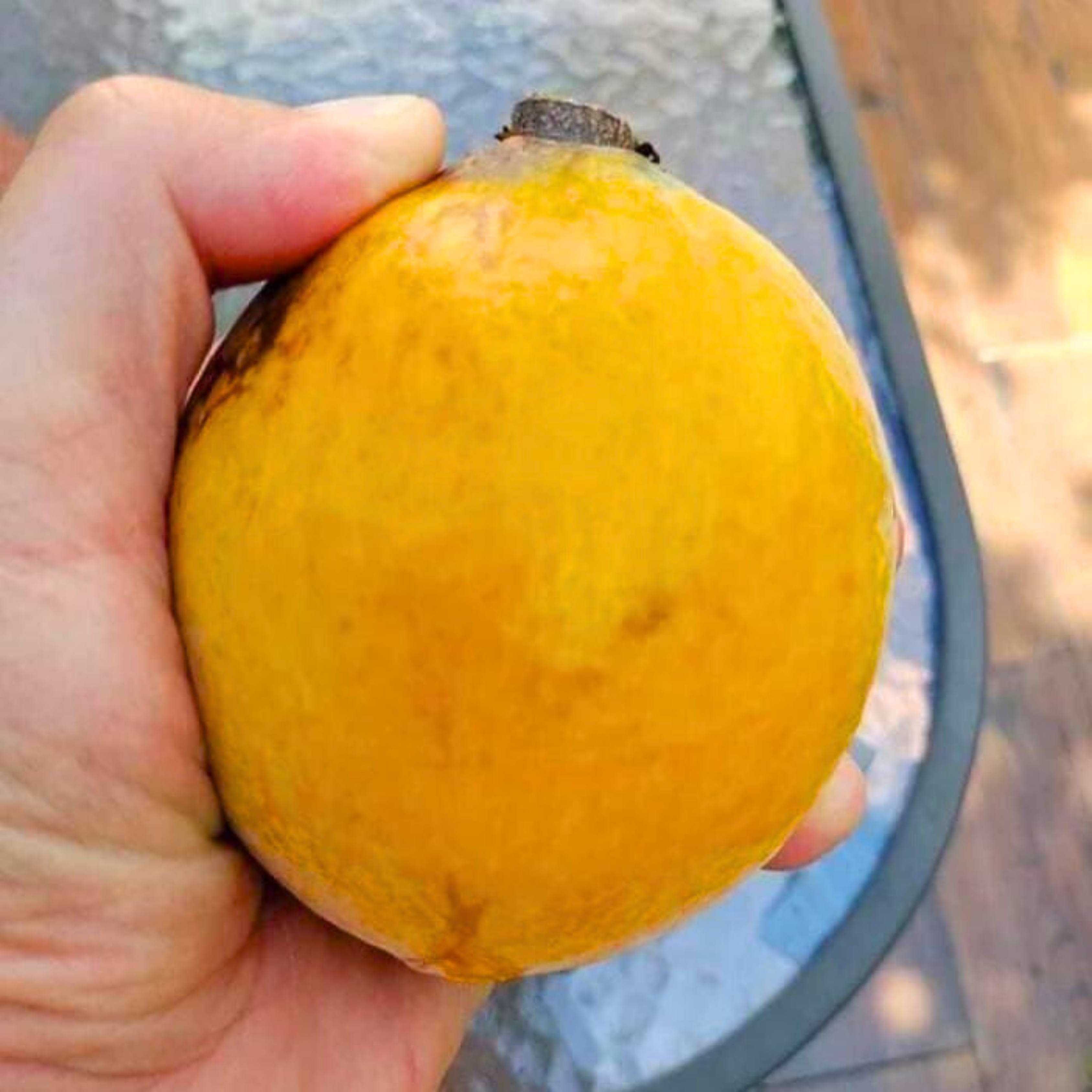 VL Gogo (Salacia macrophylla) Fruit Live Plant - view 4