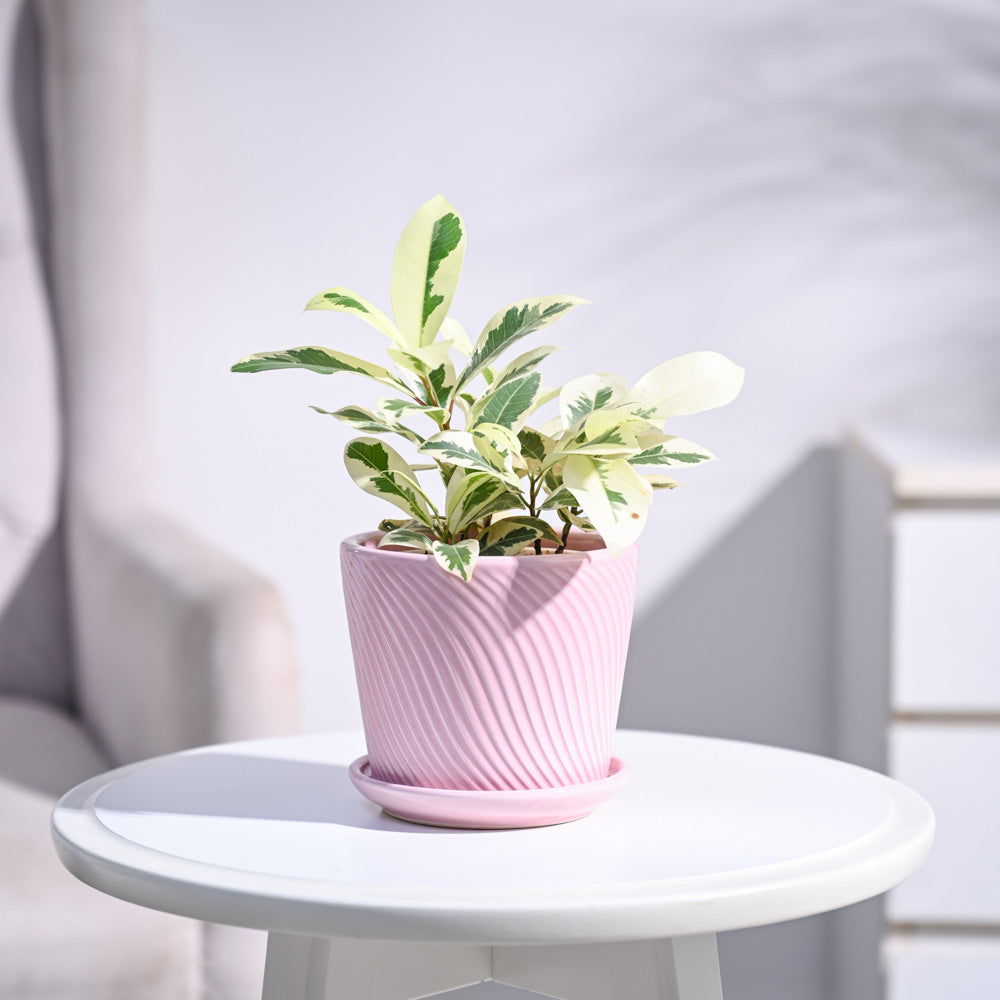 Ugaoo Ficus Prestige Plant - view 123