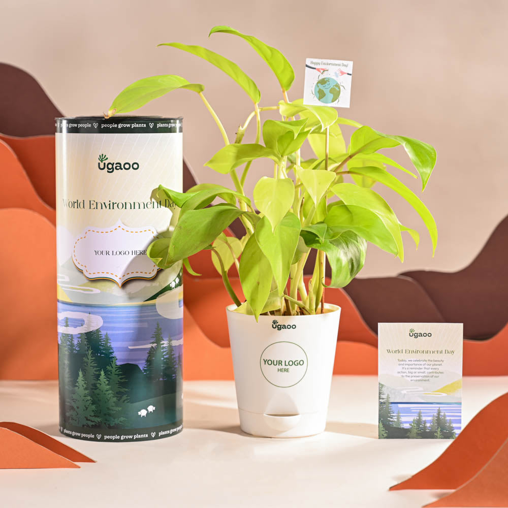 Ugaoo Philodendron Ceylon Golden Plant For Environment Day Gifting - view 8
